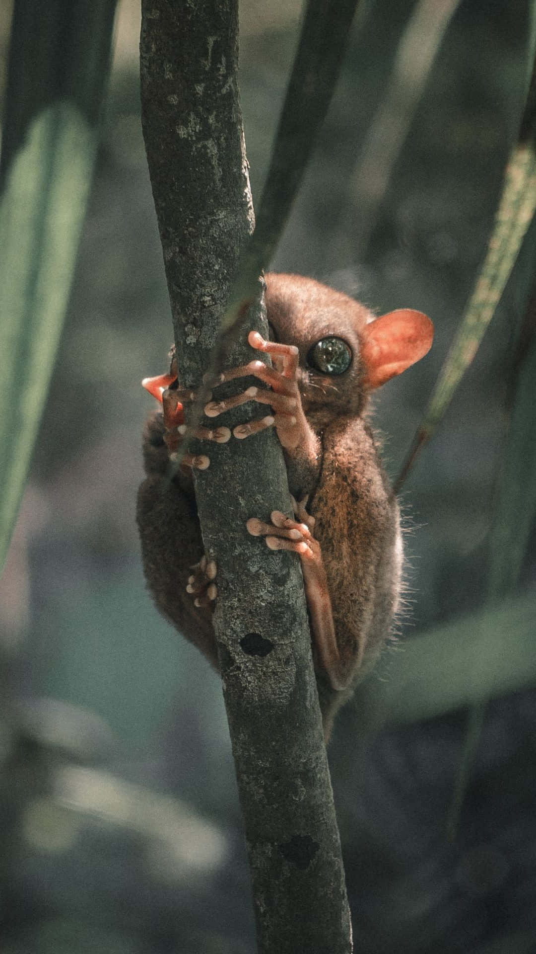 Tarsier Agrippant À Un Arbre Fond d'écran