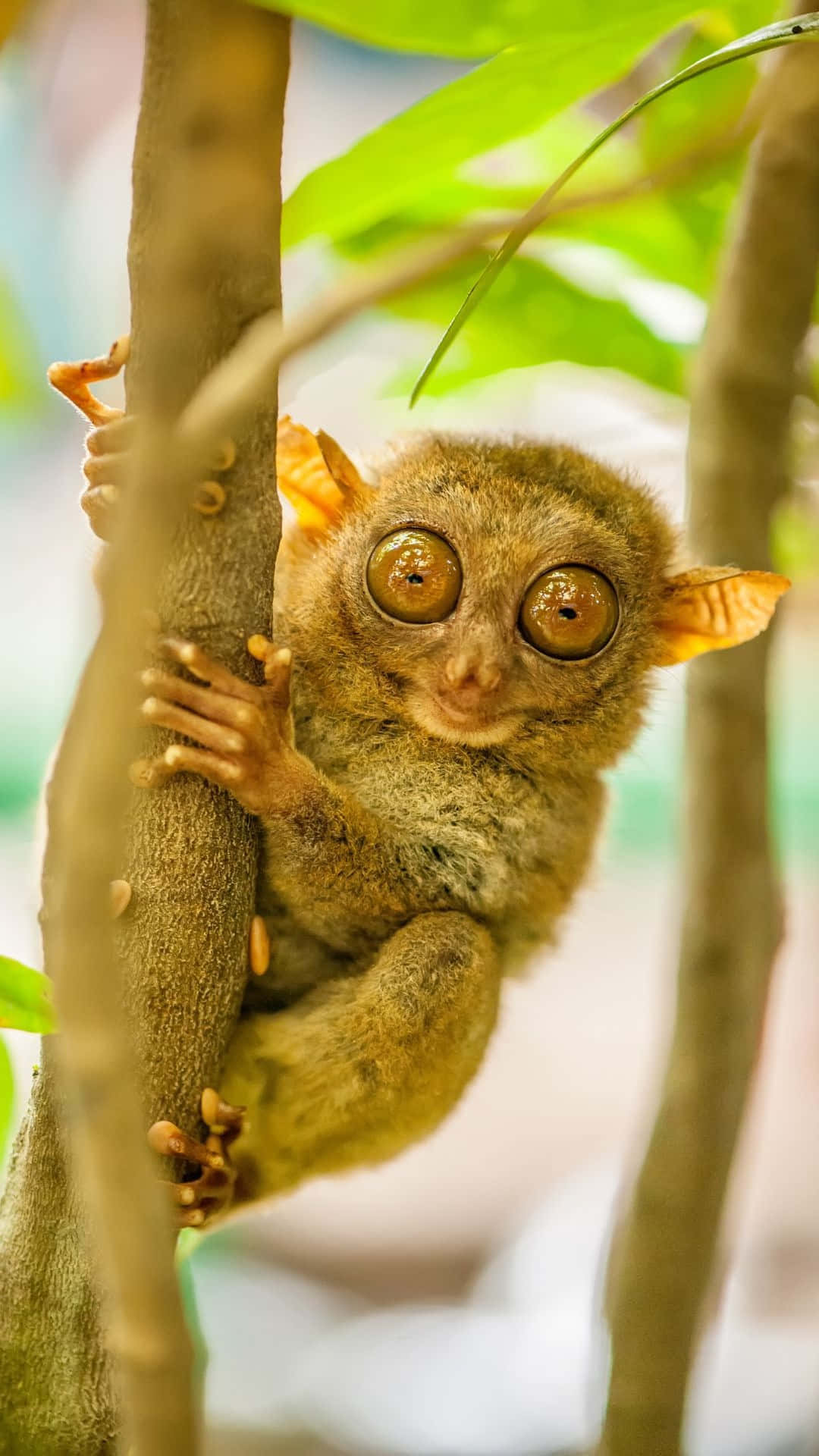 Tarsier Die Aan Boom Klemt Achtergrond