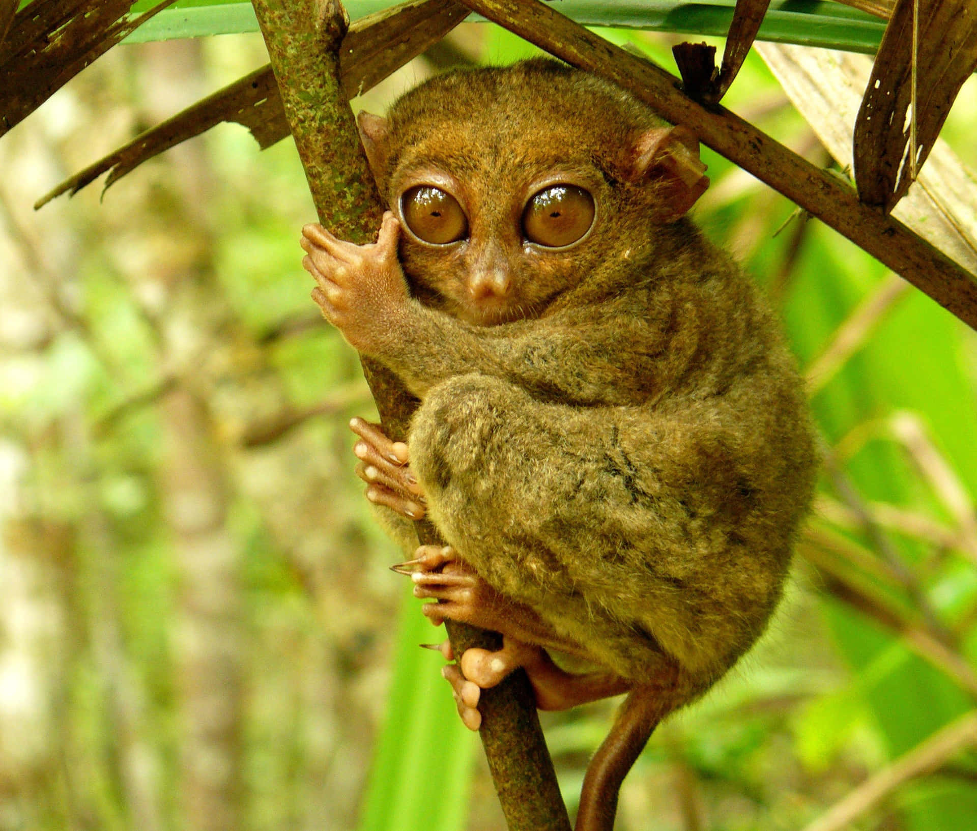 Tarsier Klamrer Seg Til Gren Bakgrunnsbildet