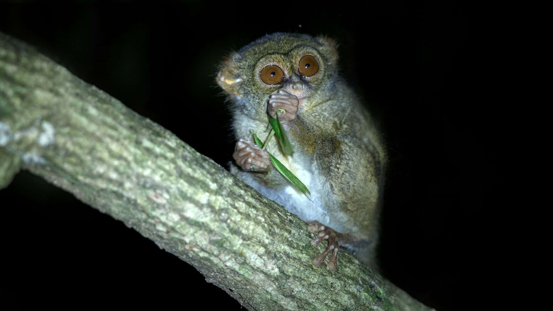 Tarsier Spiser Insekt Om Natten Bakgrunnsbildet