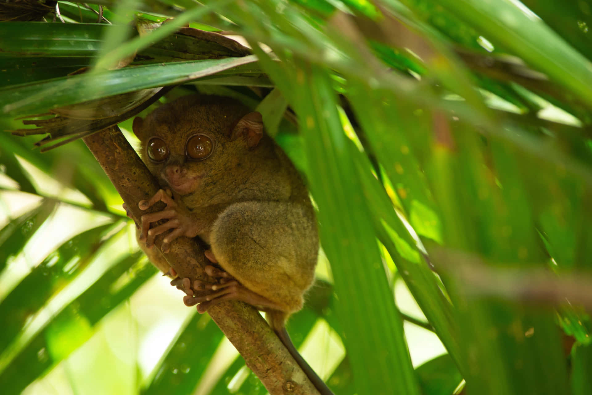 Tarsier Som Skjuler Seg Blant Blader Bakgrunnsbildet