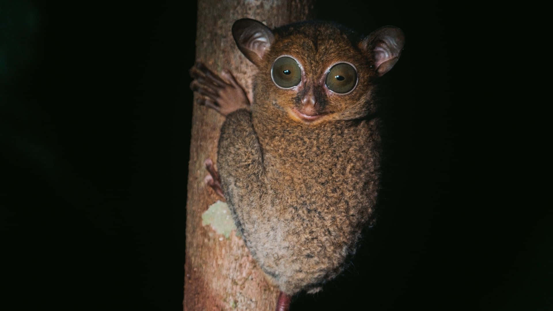 Tarsier Klamrer Seg Til Tre Om Natten Bakgrunnsbildet