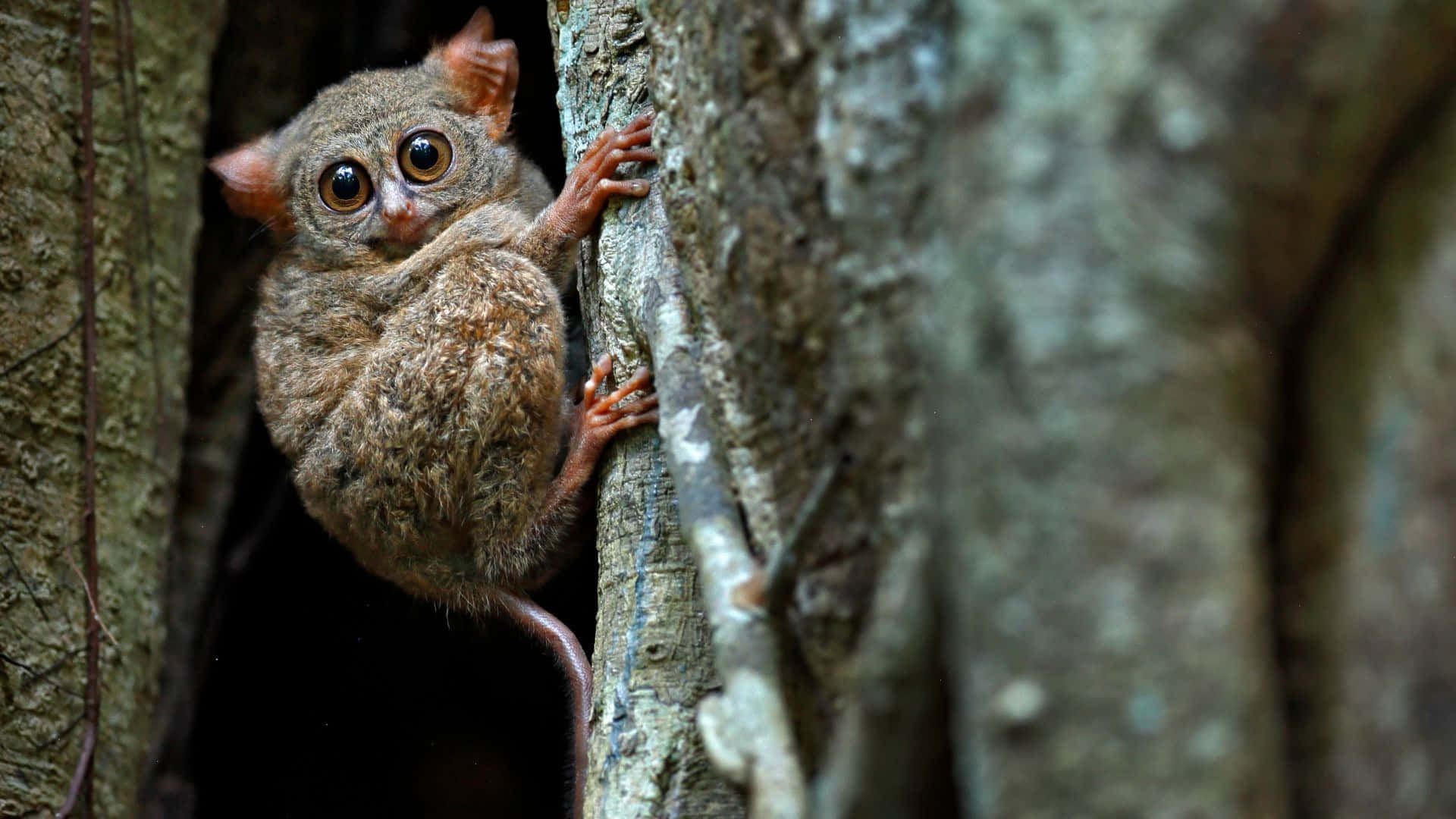 Tarsier Kikker Mellom Trær Bakgrunnsbildet