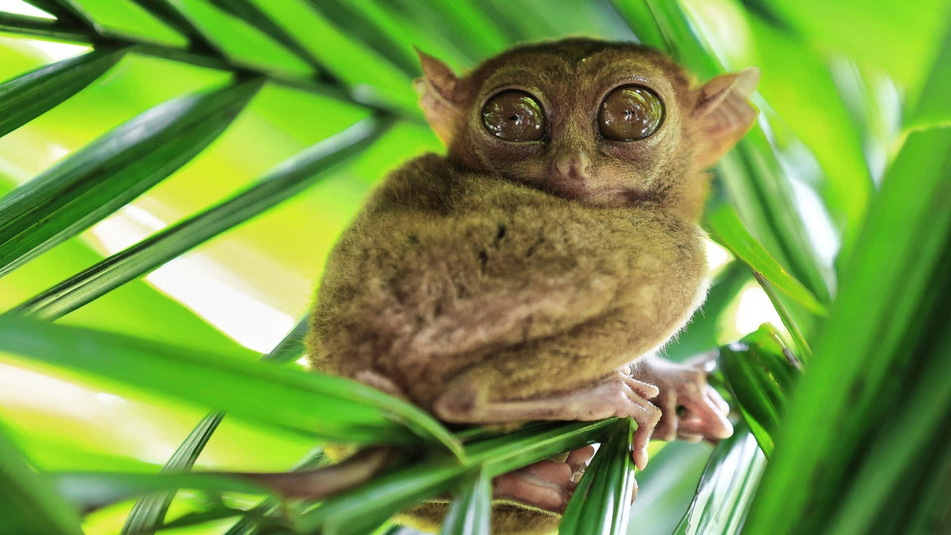 Tarsier Som Kikker Gjennom Grønne Blader Bakgrunnsbildet