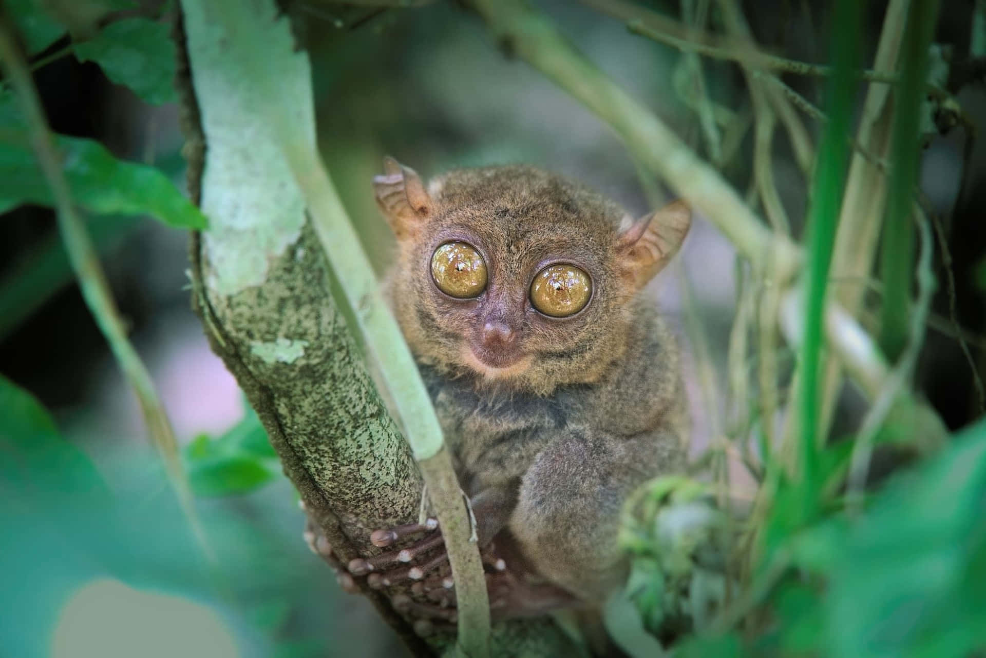 Tarsier Kijkt Door Bladeren Achtergrond