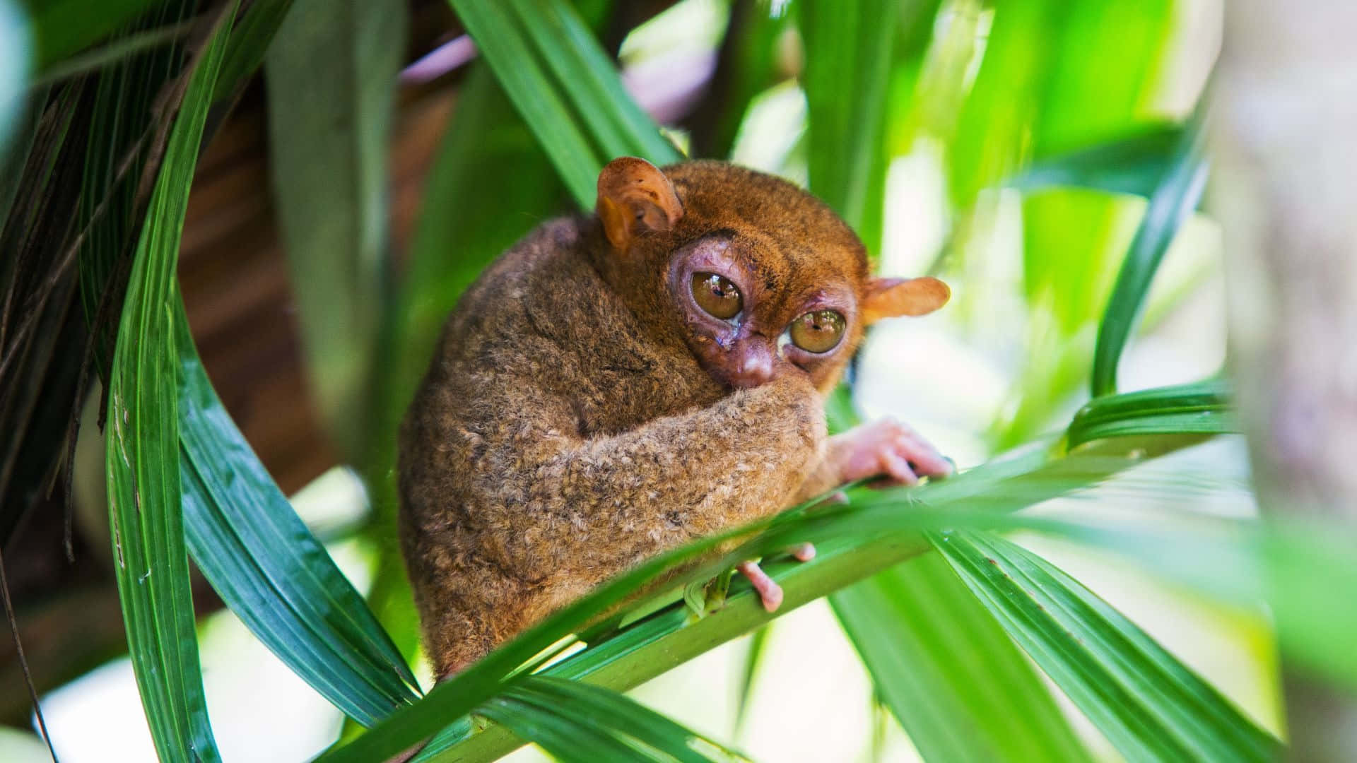 Tarsier Kijkend Tussen Bladeren Achtergrond