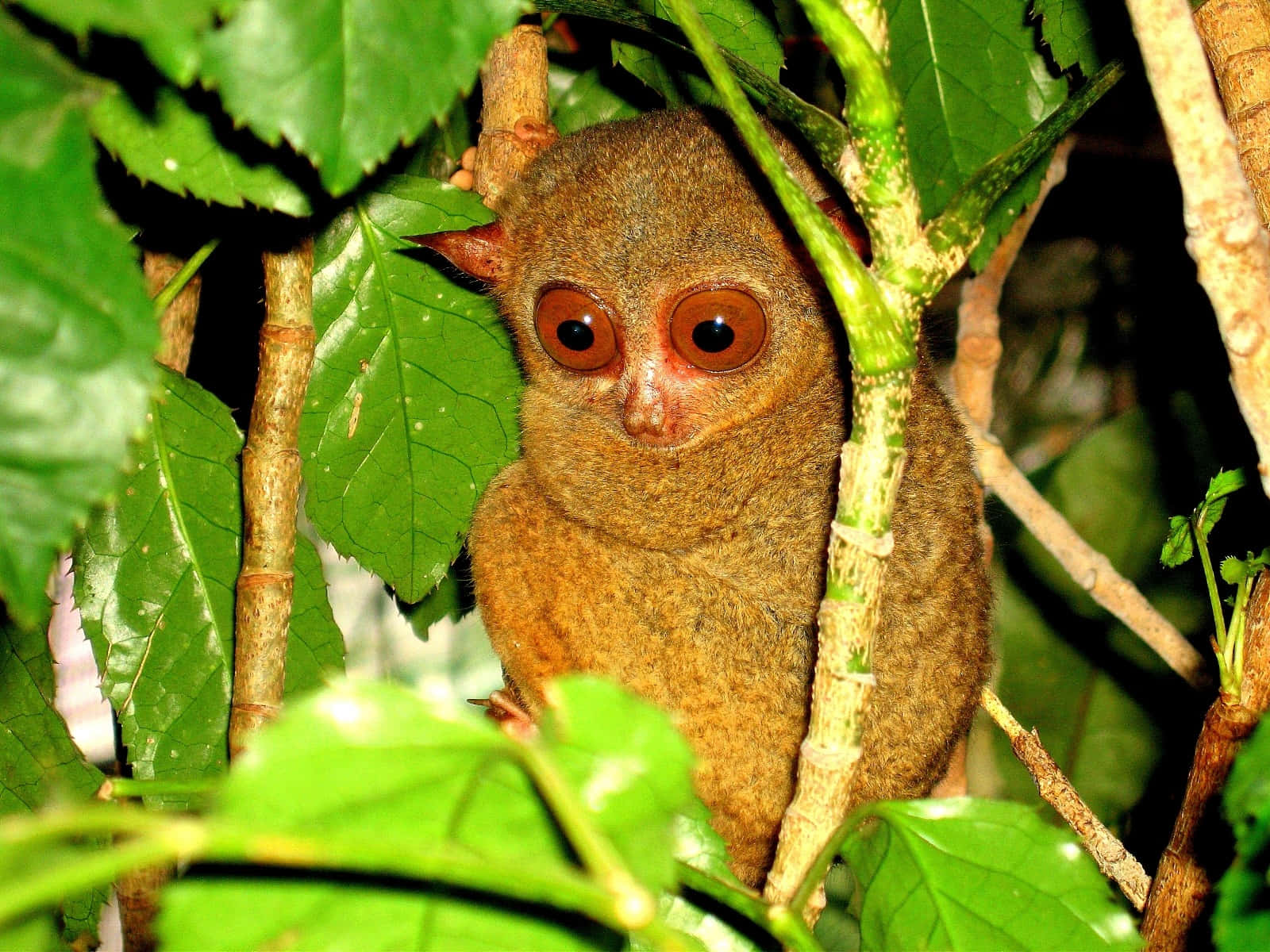 Tarsier Kijkt Door Bladeren Achtergrond