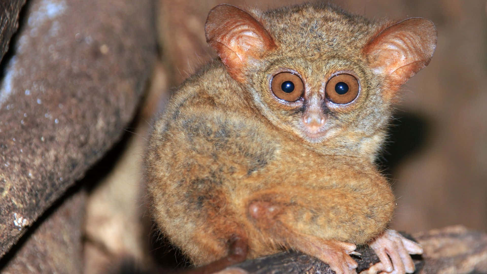 Tarsier Kikker Gjennom Natten Bakgrunnsbildet