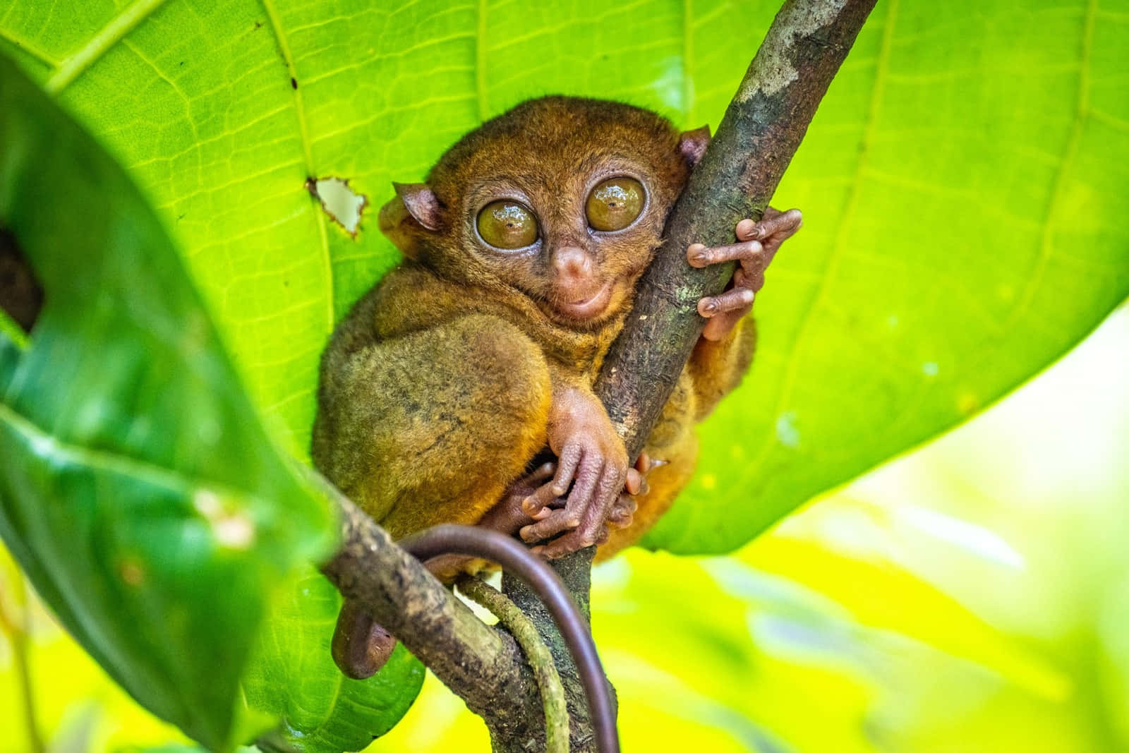 Tarsier Perché Sous Une Grande Feuille Verte Fond d'écran