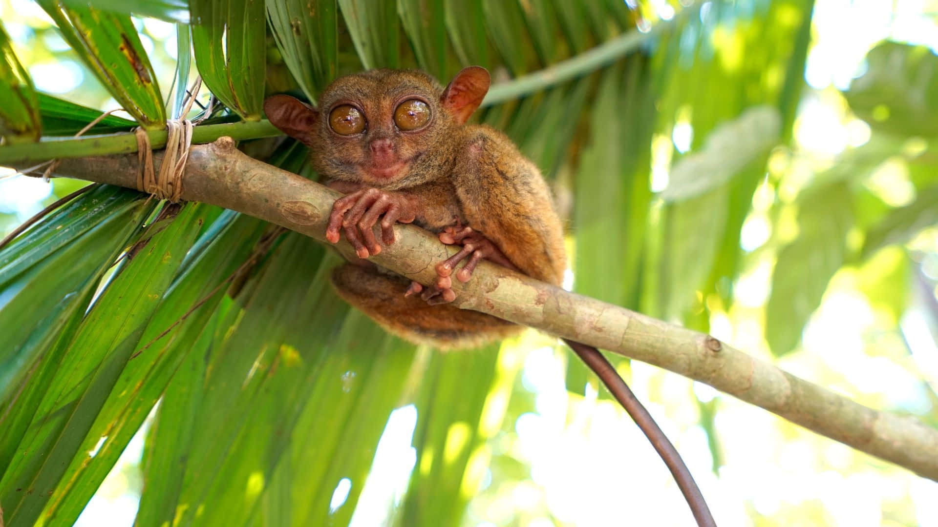 Tarsier Sittende I Grønt Foliage Bakgrunnsbildet