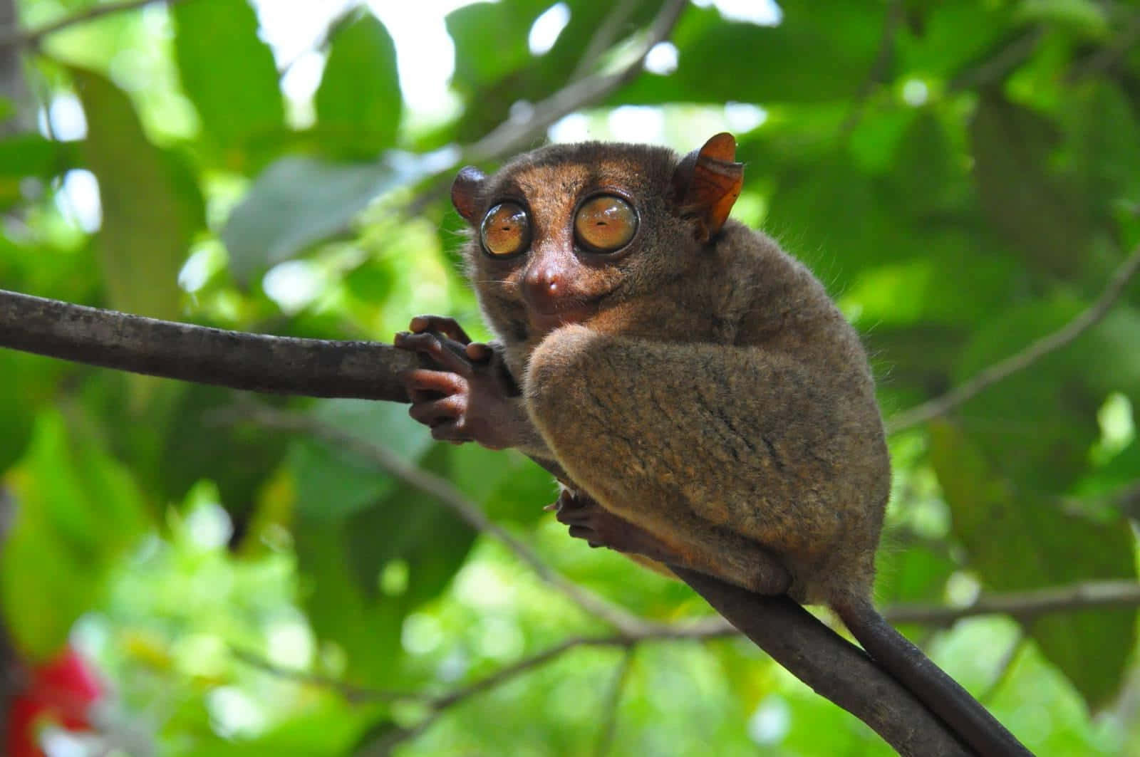 Tarsier Sittende I Grønt Foliage Bakgrunnsbildet