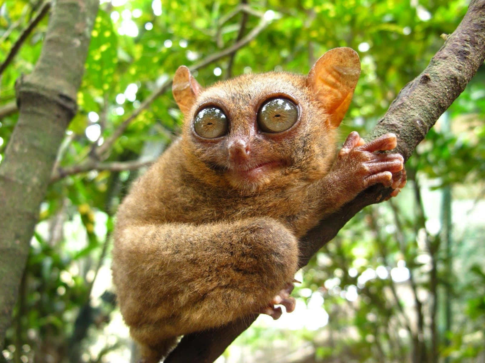 Tarsier Geperst In Groene Omgeving Achtergrond