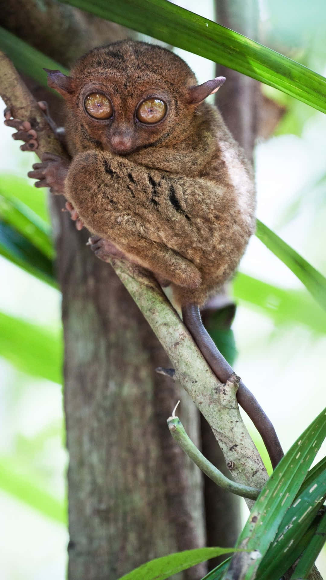 Tarsier Op Tak In Groene Omgeving.jpg Achtergrond