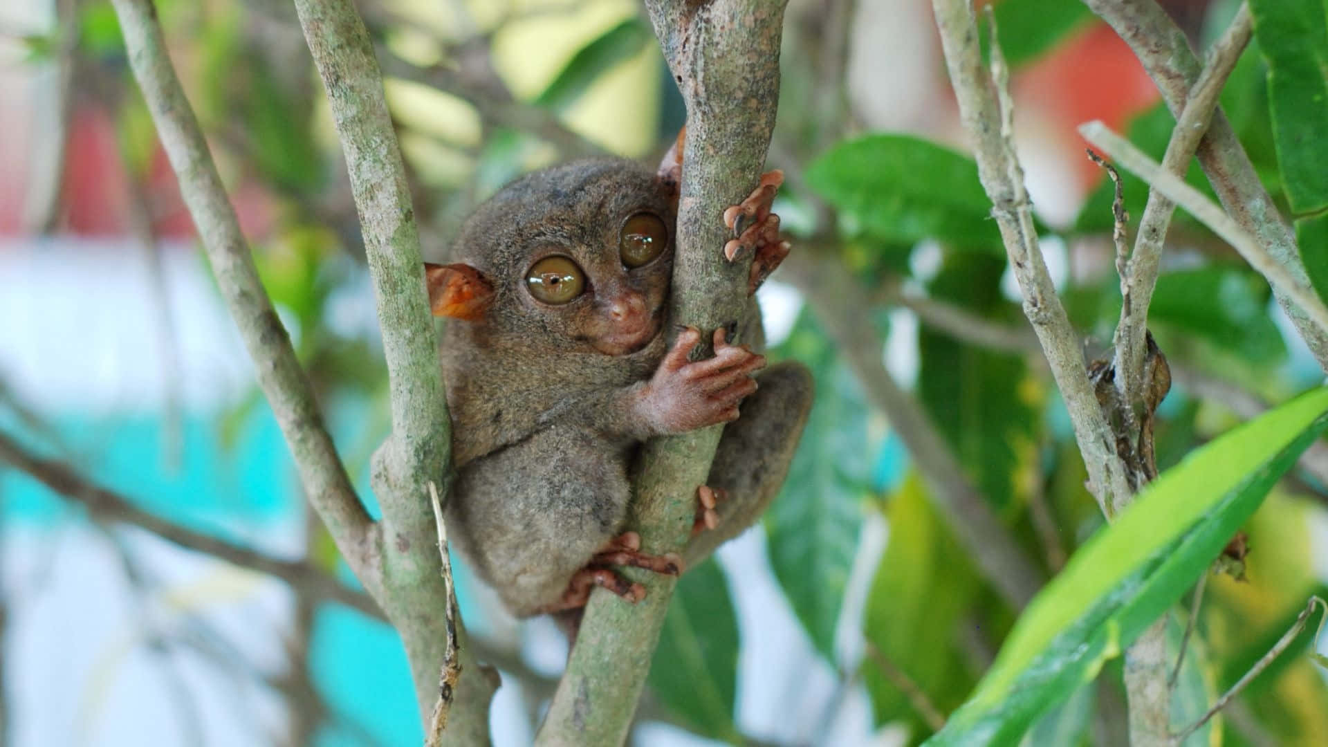 Tarsier Zittend In Groenigheid Achtergrond