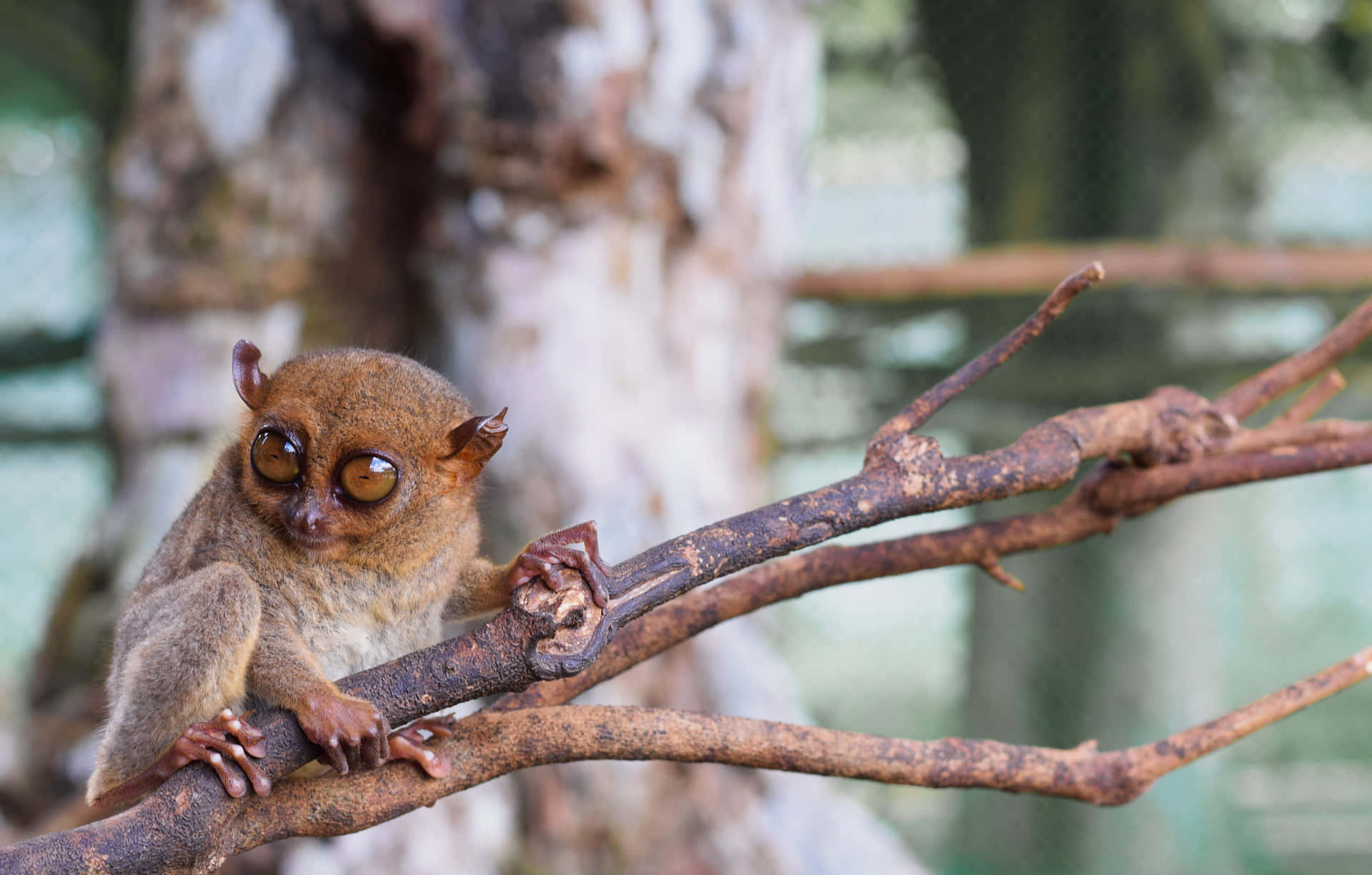 Tarsier Sittende På Gren Bakgrunnsbildet