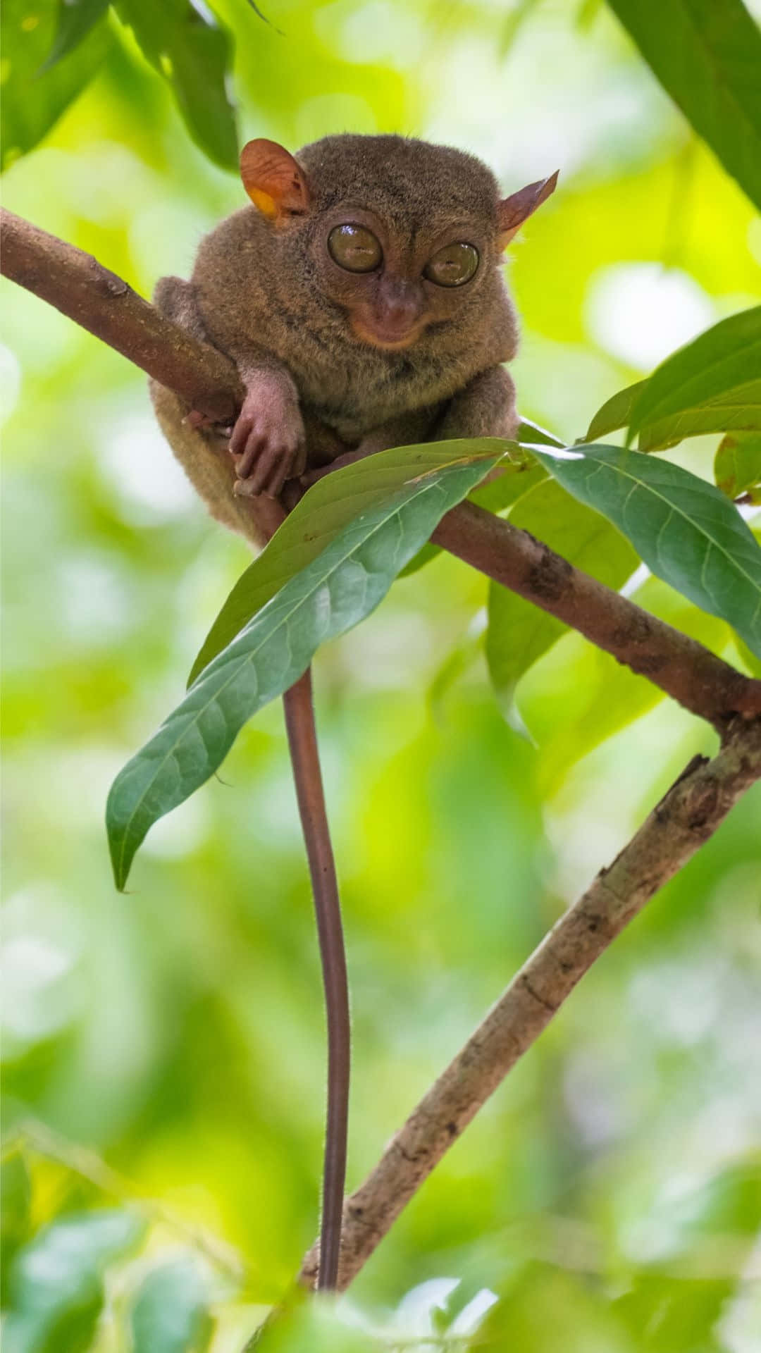 Tarsier Sittende På Gren Bakgrunnsbildet