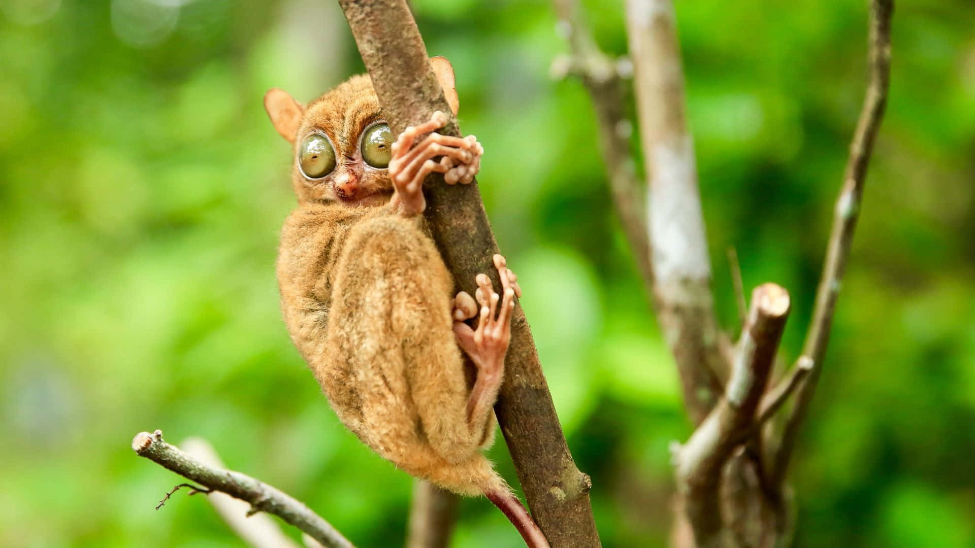 Tarsier Sitter På Gren Bakgrunnsbildet