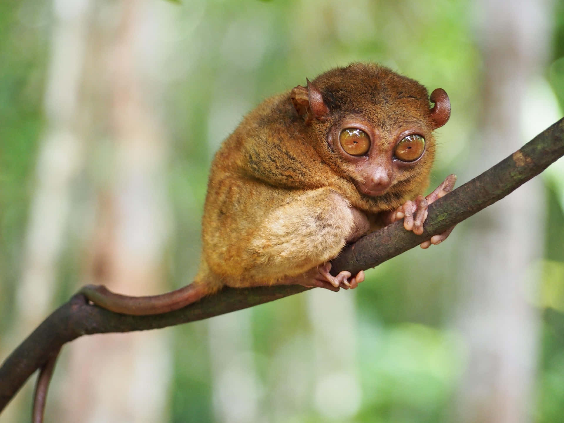 Tarsier Geperst Op Tak Achtergrond