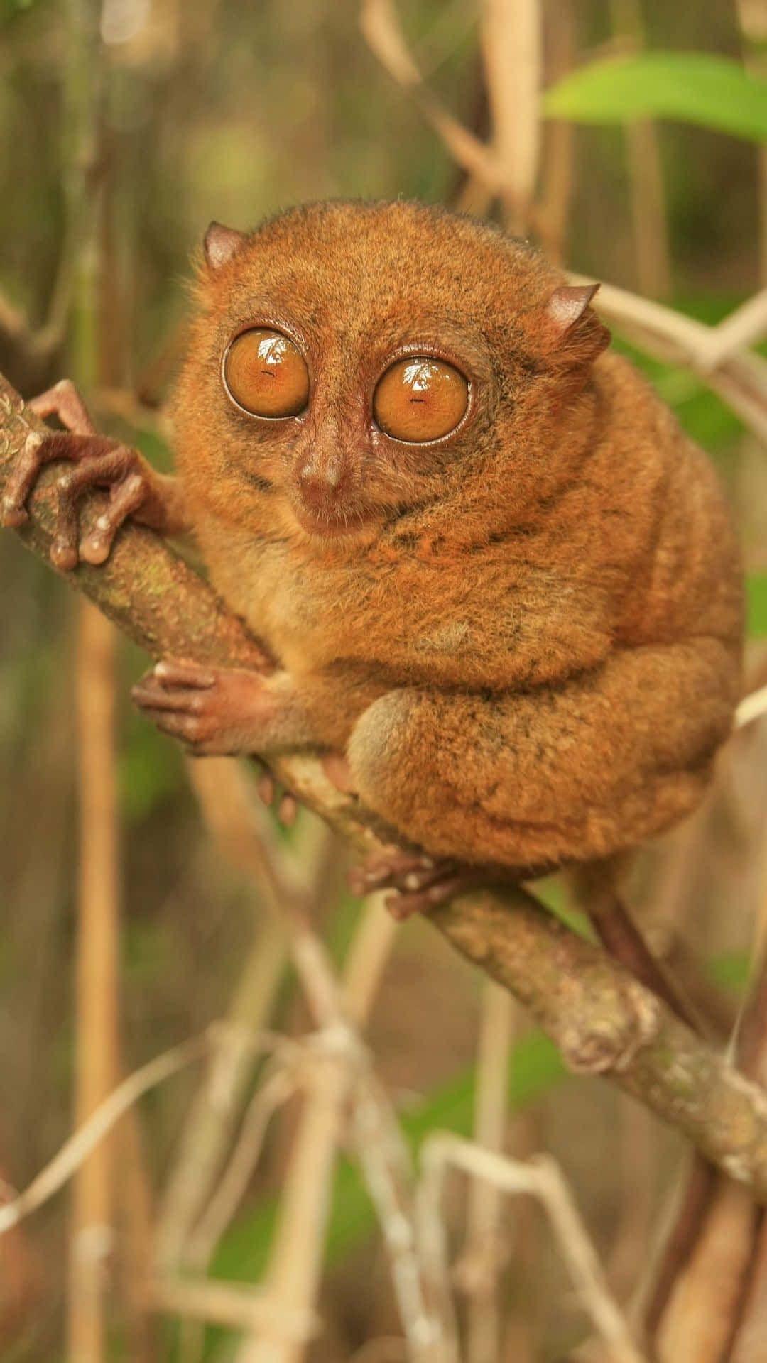 Tarsier Zittend Op Tak Achtergrond