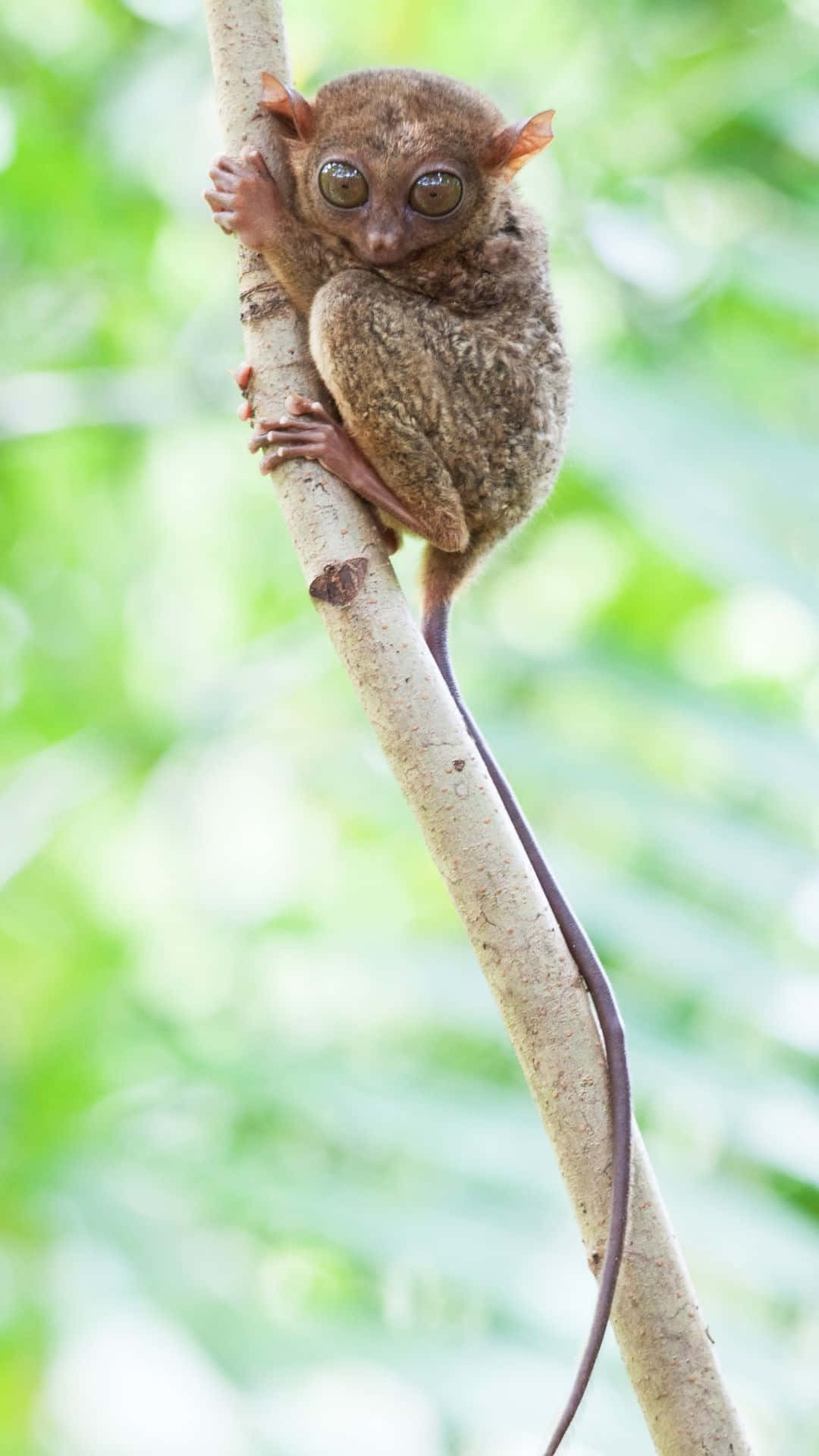 Tarsier Sitter På Tregren Bakgrunnsbildet