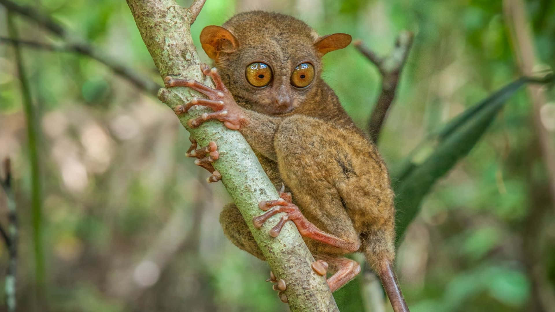 Tarsier Perchedon Tree Branch Wallpaper