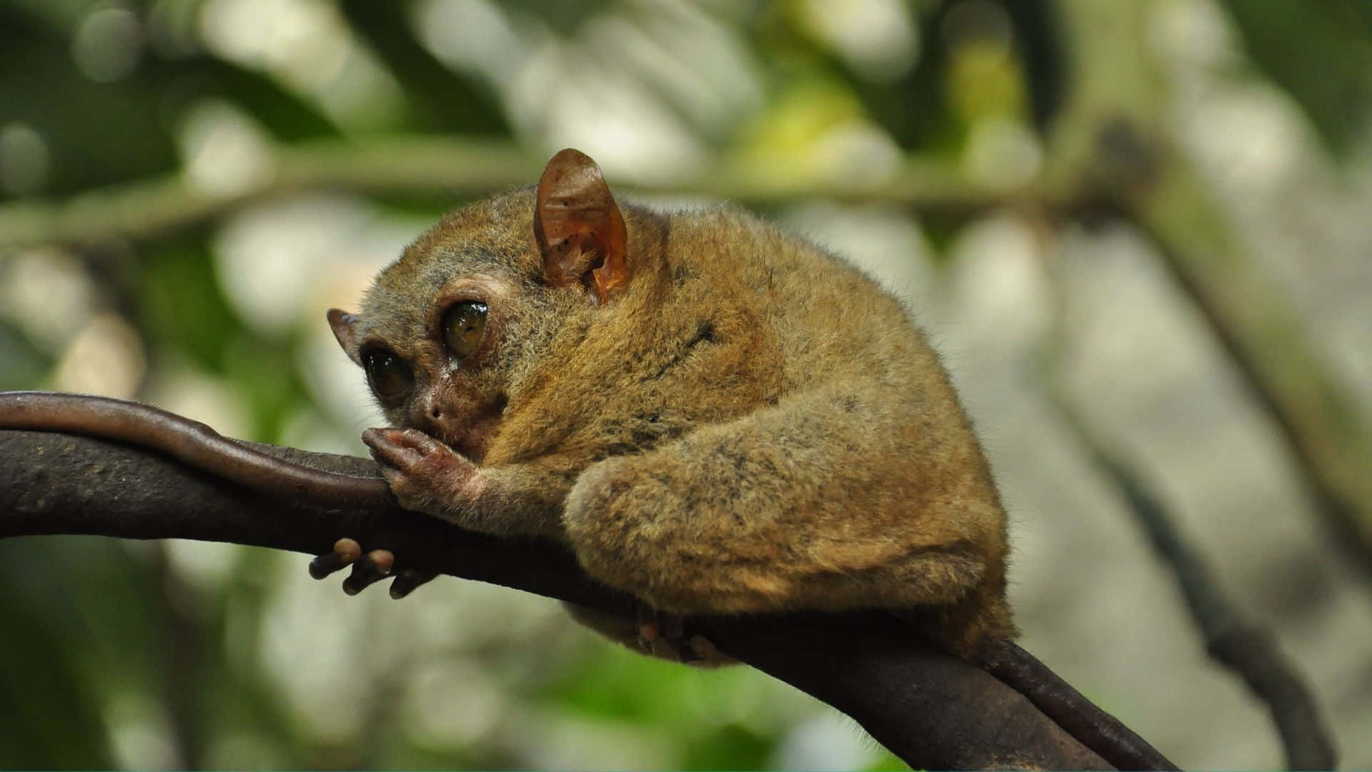 Tarsier Rustend Op Tak Achtergrond