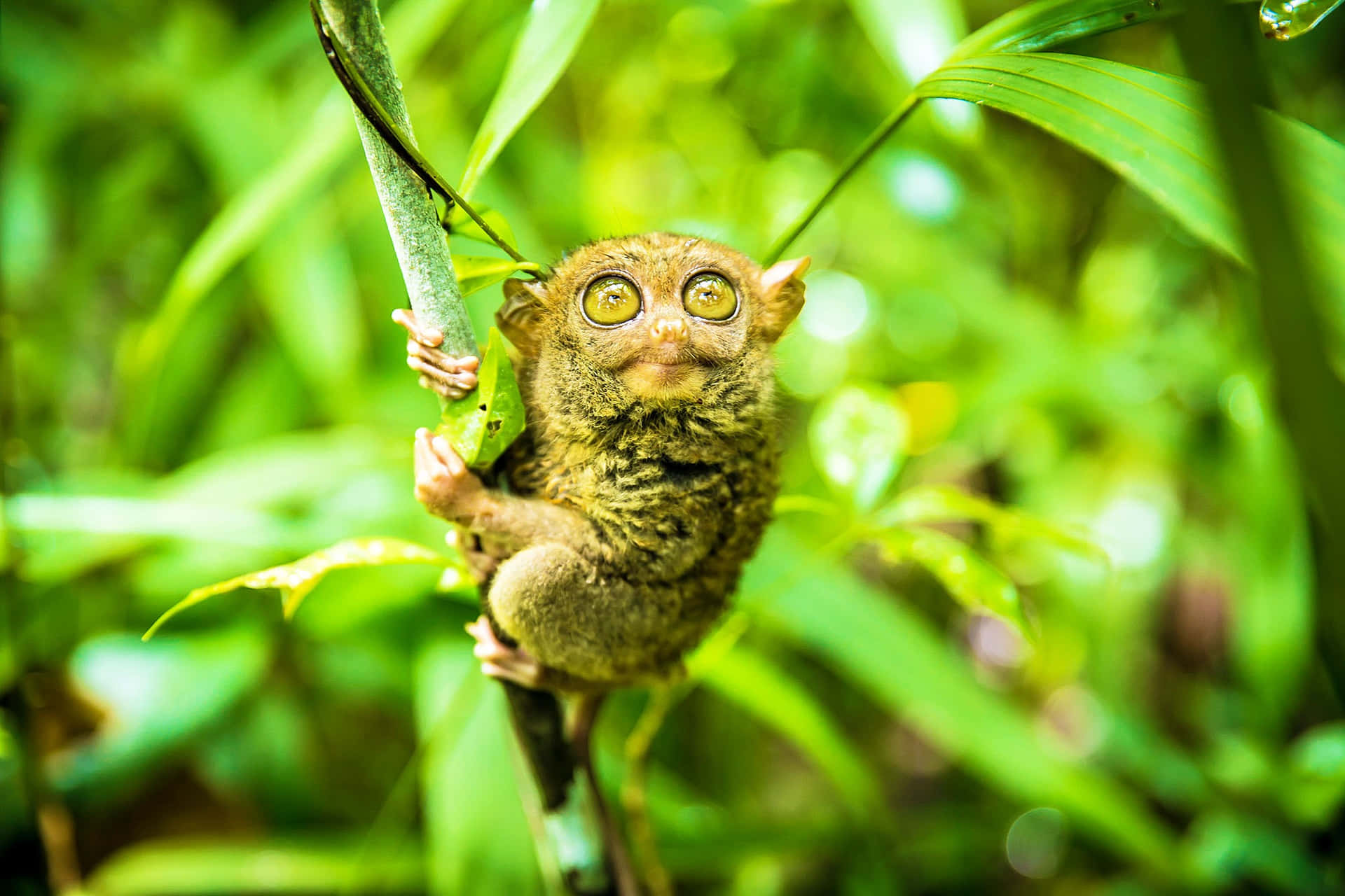 Tarsier In Natuurlijke Habitat Achtergrond