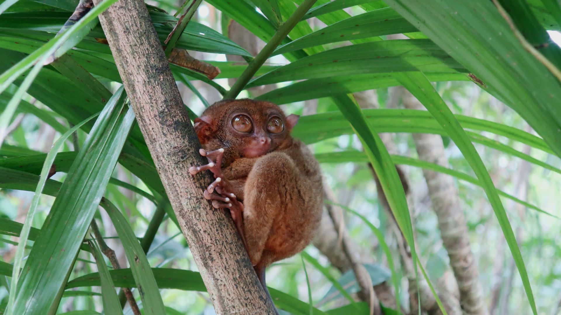 Tarsier In Natuurlijke Habitat Achtergrond