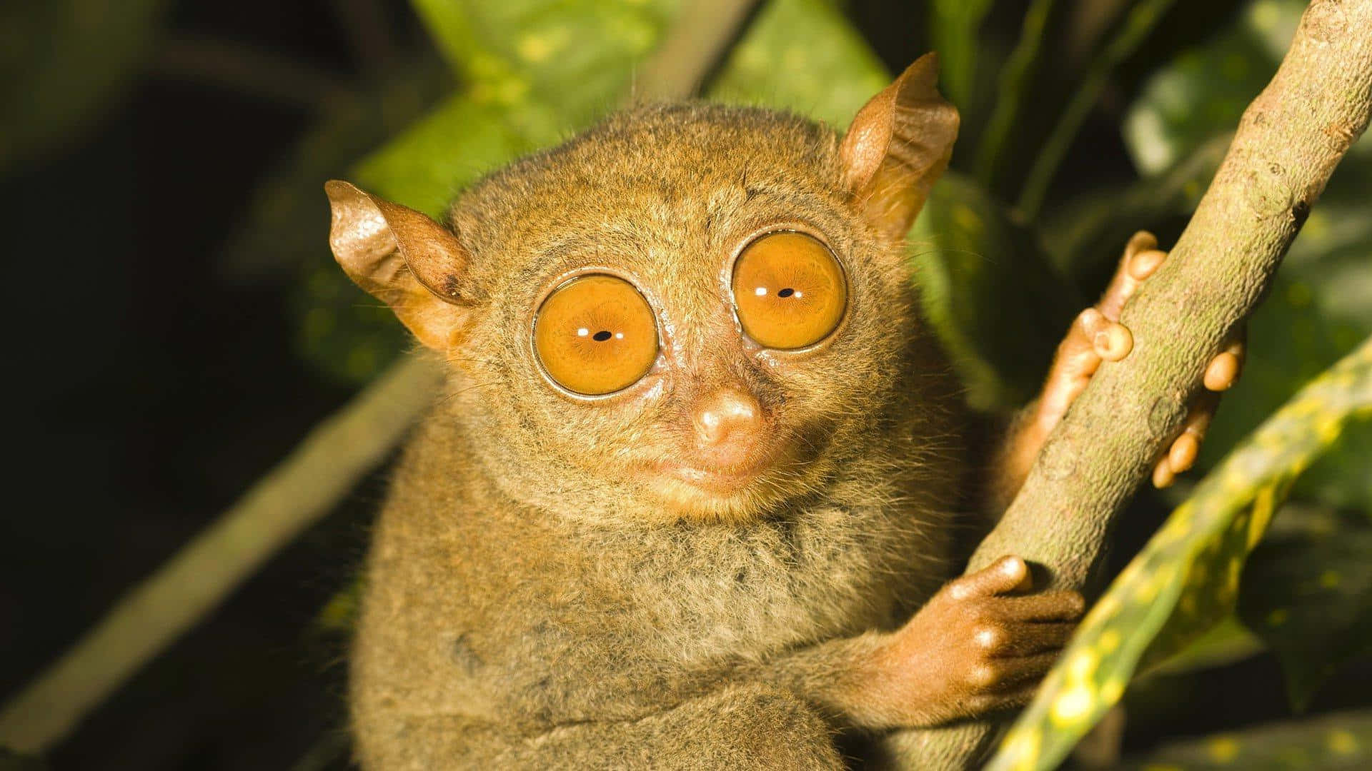 Tarsier I Naturlig Habitat Bakgrunnsbildet