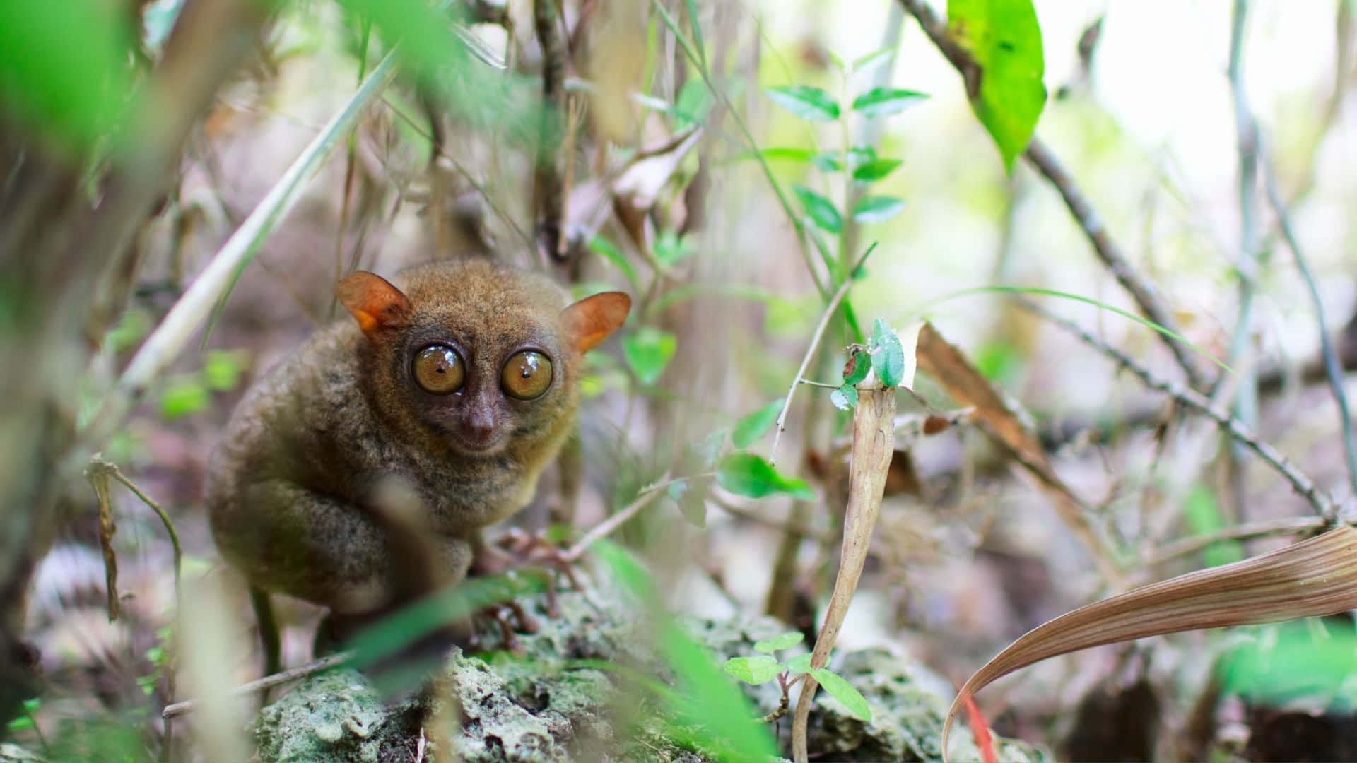 Tarsier In Natuurlijke Habitat Achtergrond