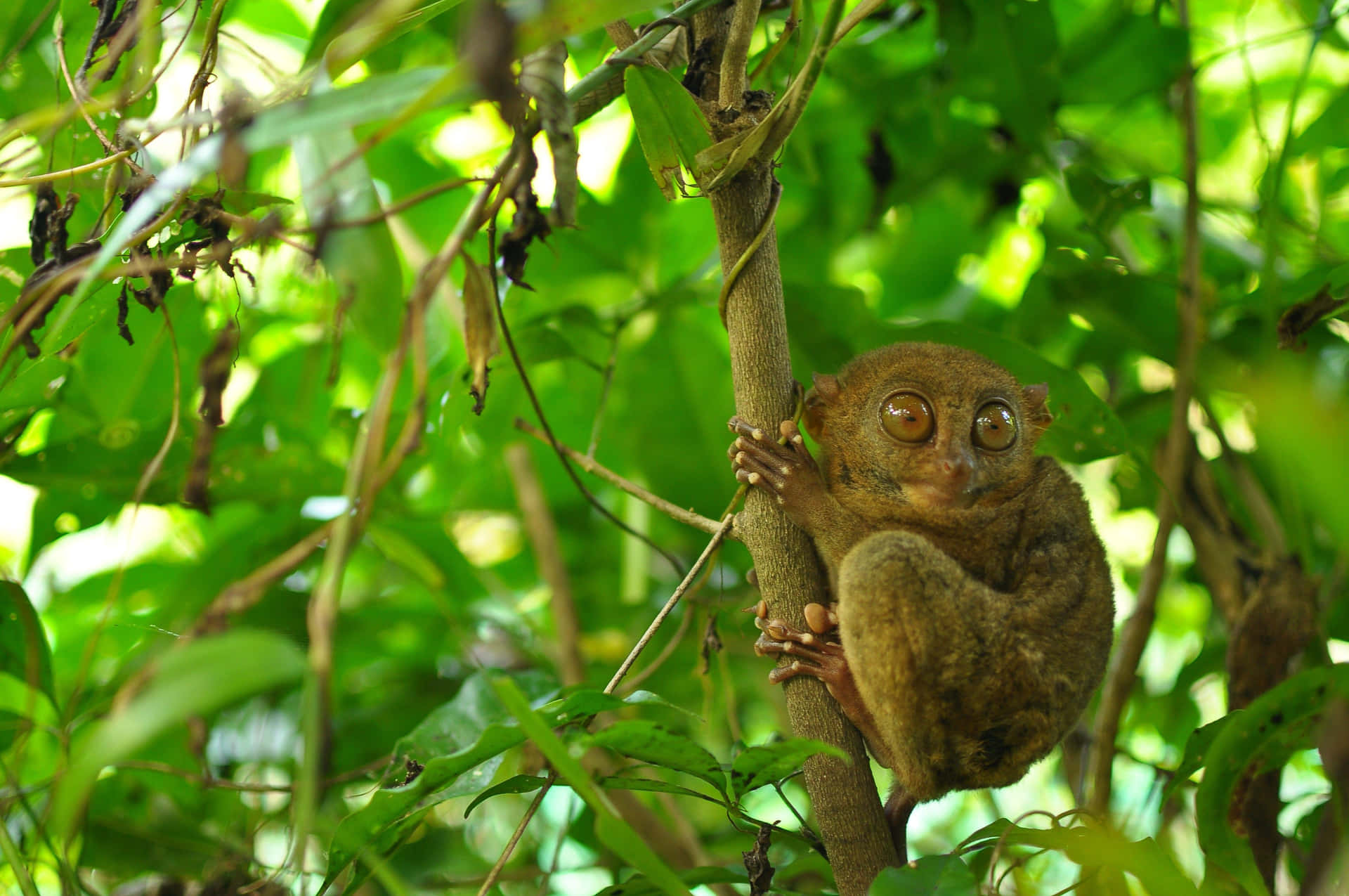 Tarsier I Naturlig Habitat Bakgrunnsbildet