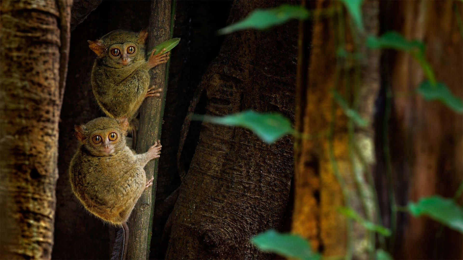 Tarsiers Peering Through Forest Wallpaper