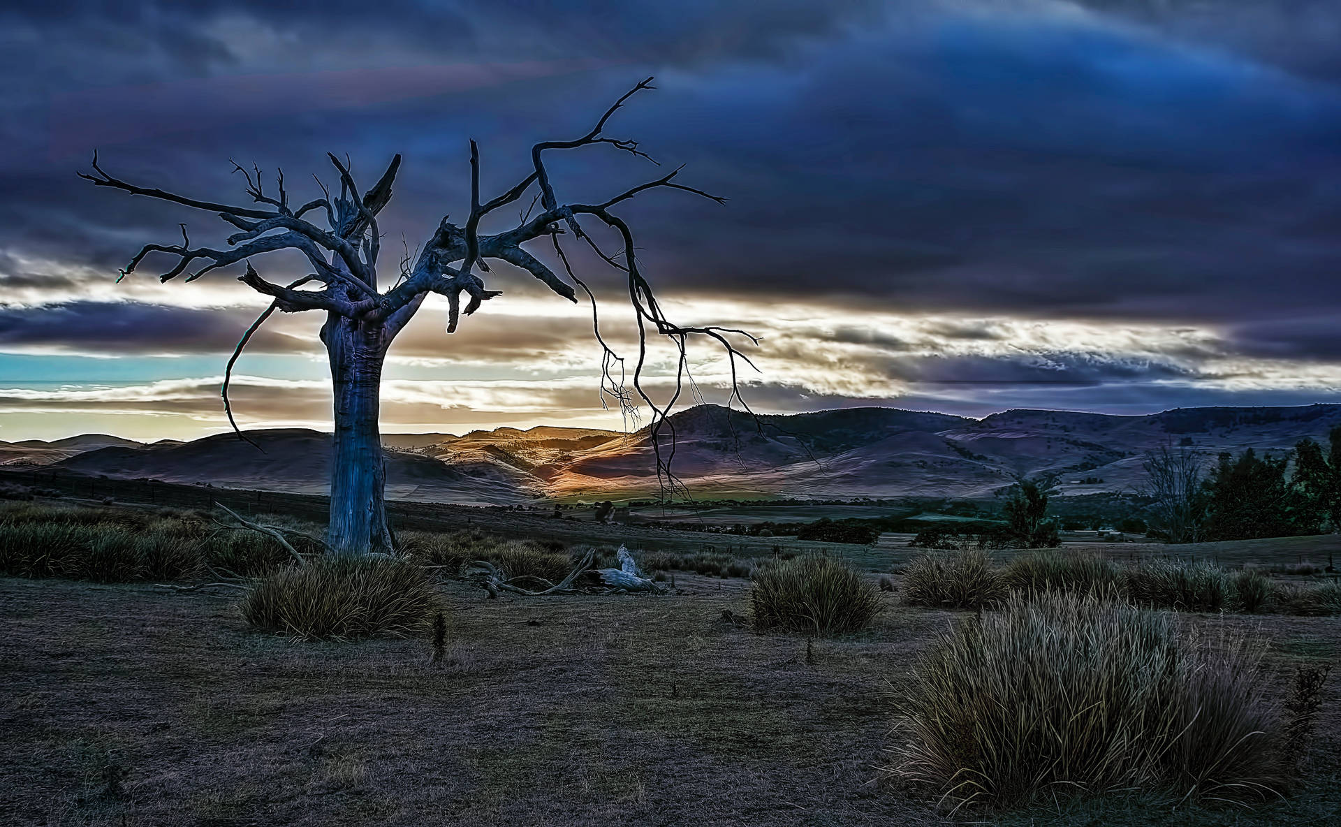 Tasmania Dead Tree Sunset Wallpaper