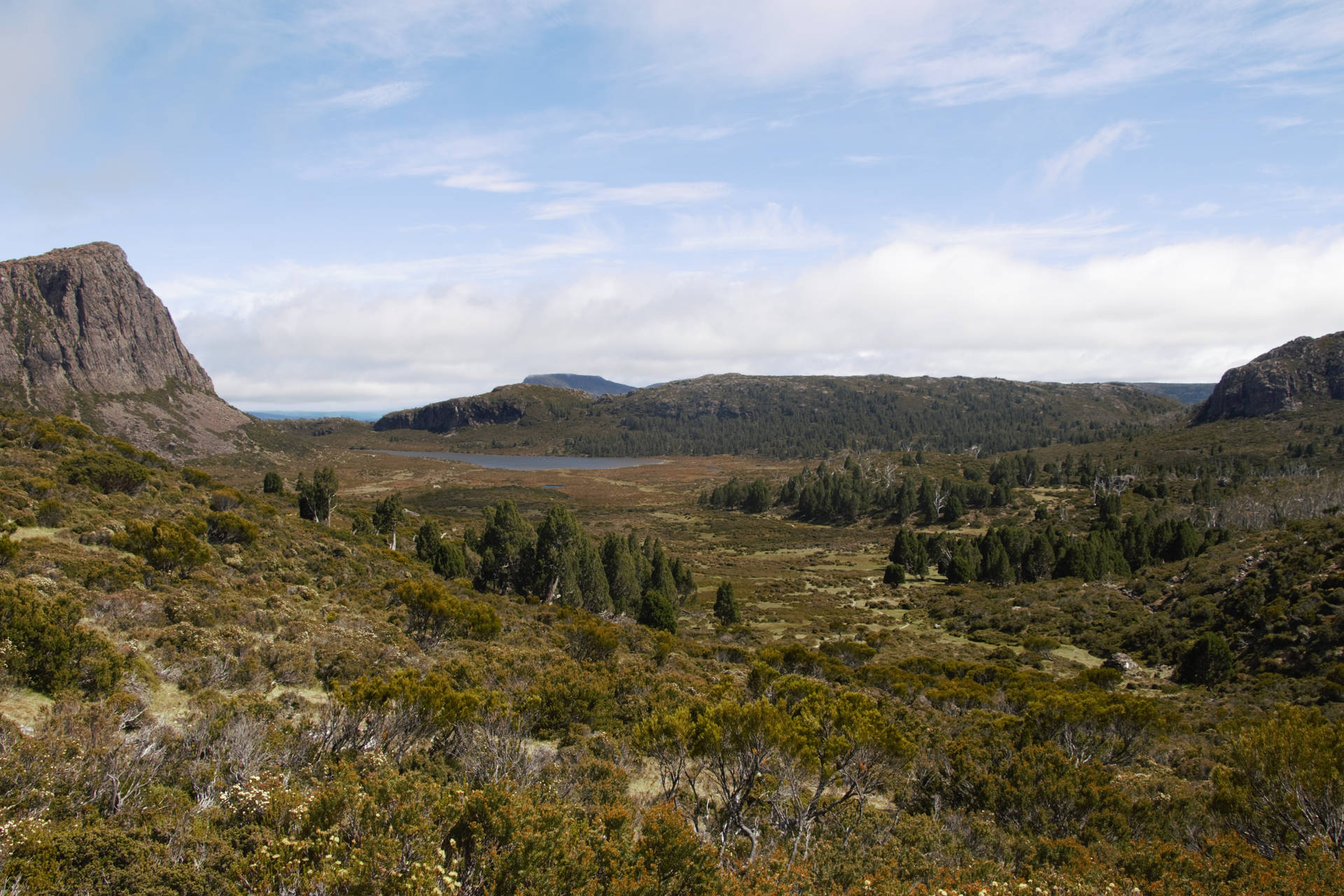 Forestesecche Della Tasmania Sfondo