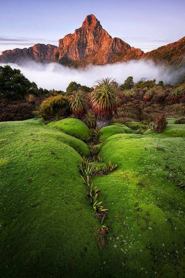 Tasmania Moss Tåge-bjerg Tapet Wallpaper