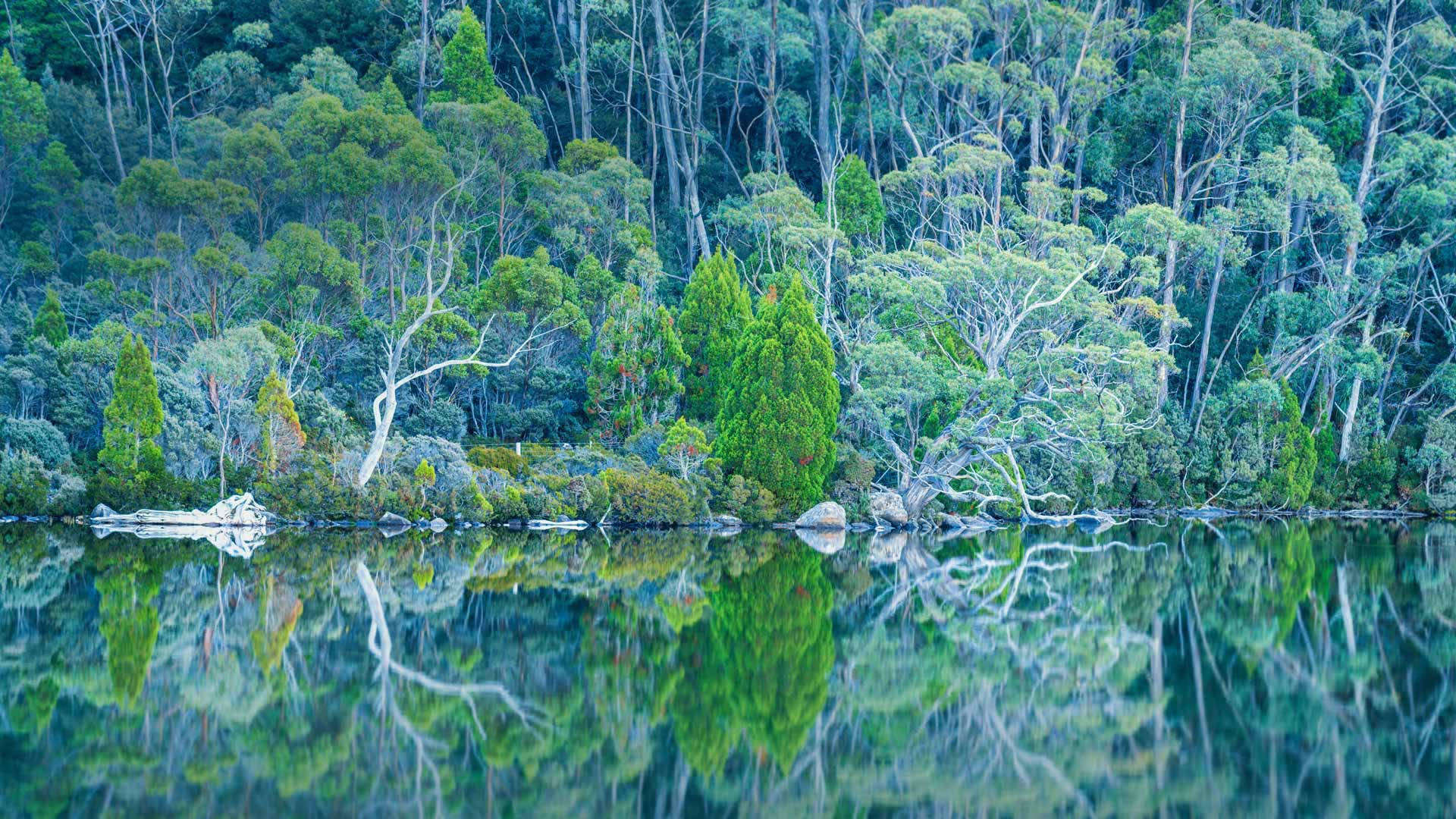 Tasmaniensmount Field-skog. Wallpaper