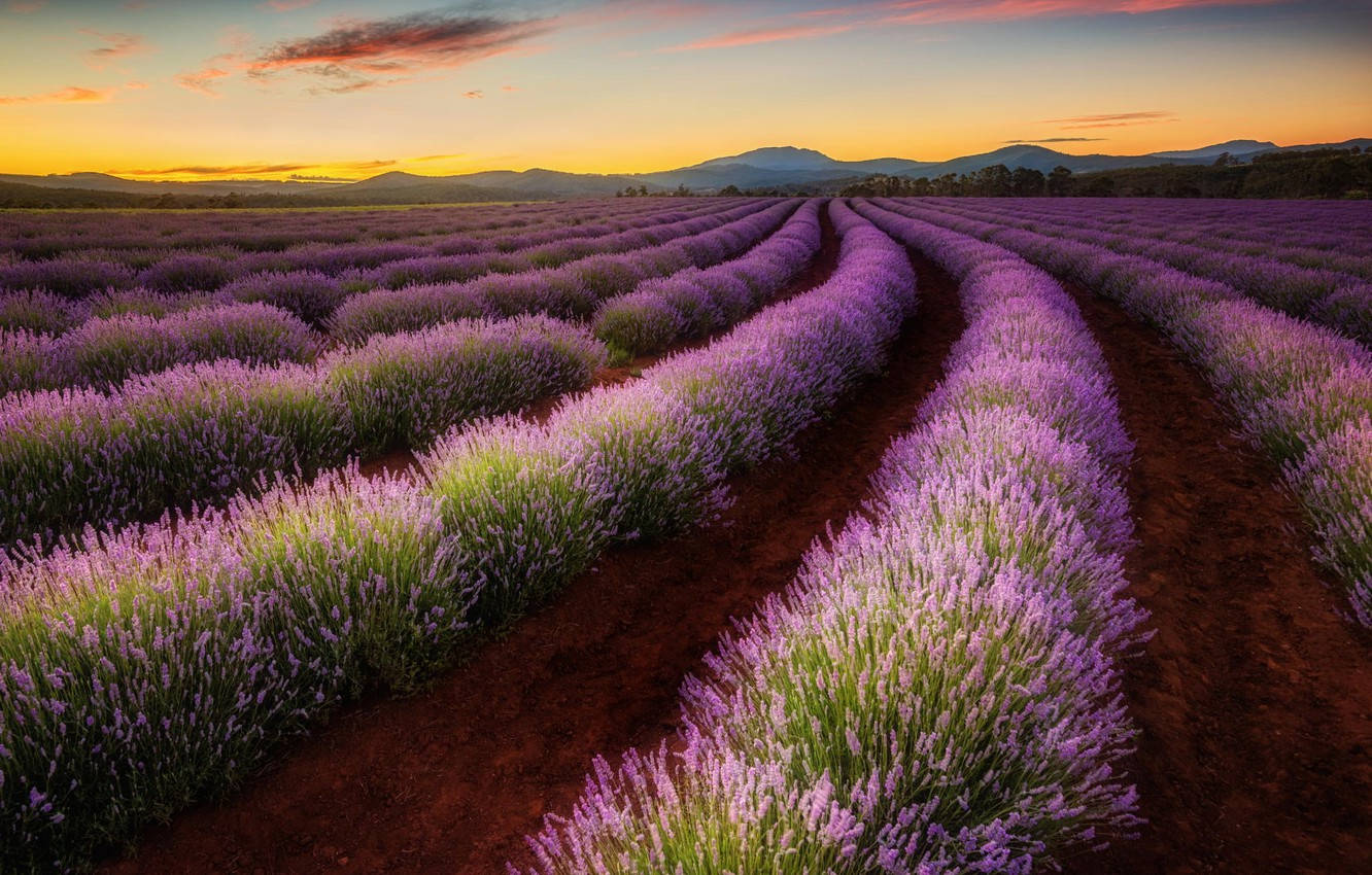 Plantaspúrpuras De Tasmania Fondo de pantalla