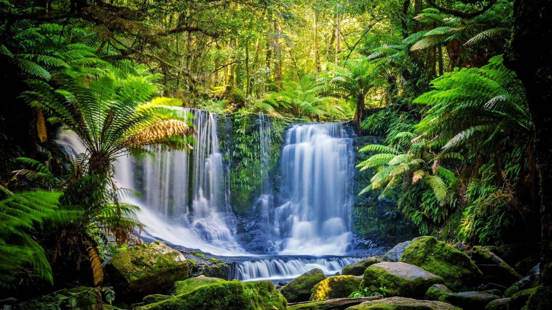 Foresta Pluviale Temperata Della Tasmania Sfondo