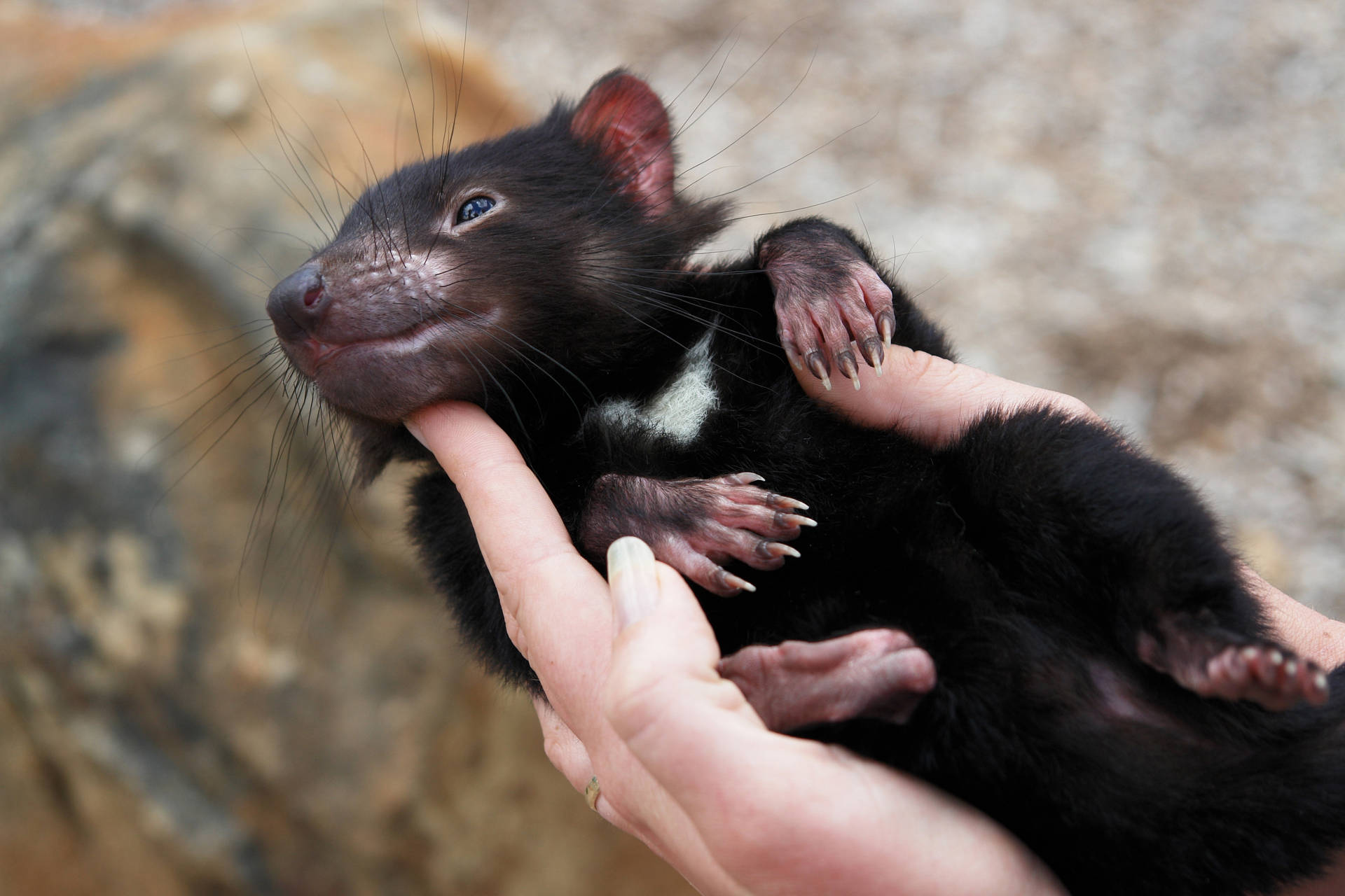 Tasmanian Devil, Animal, Arm