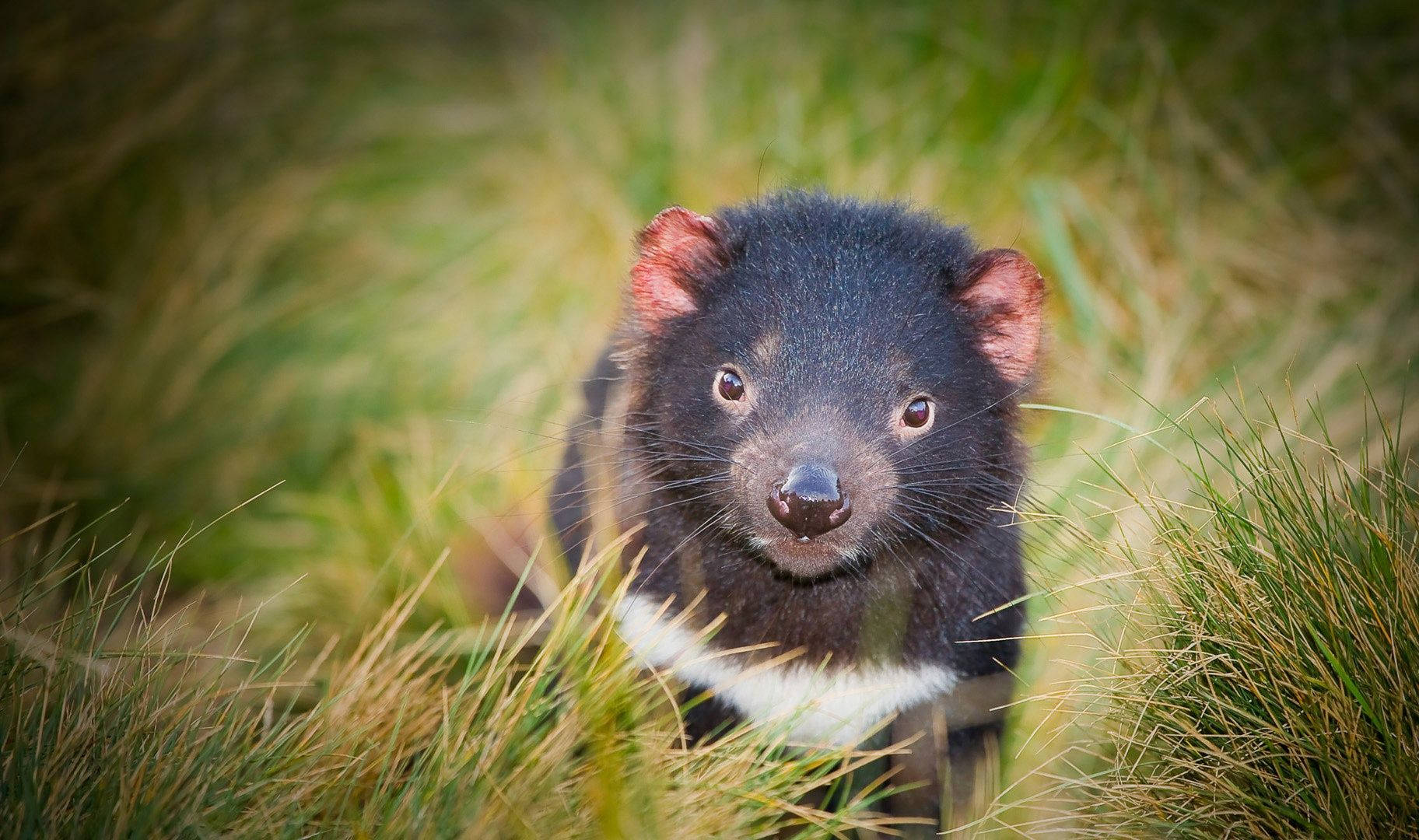 Tasmanian Devil Animal