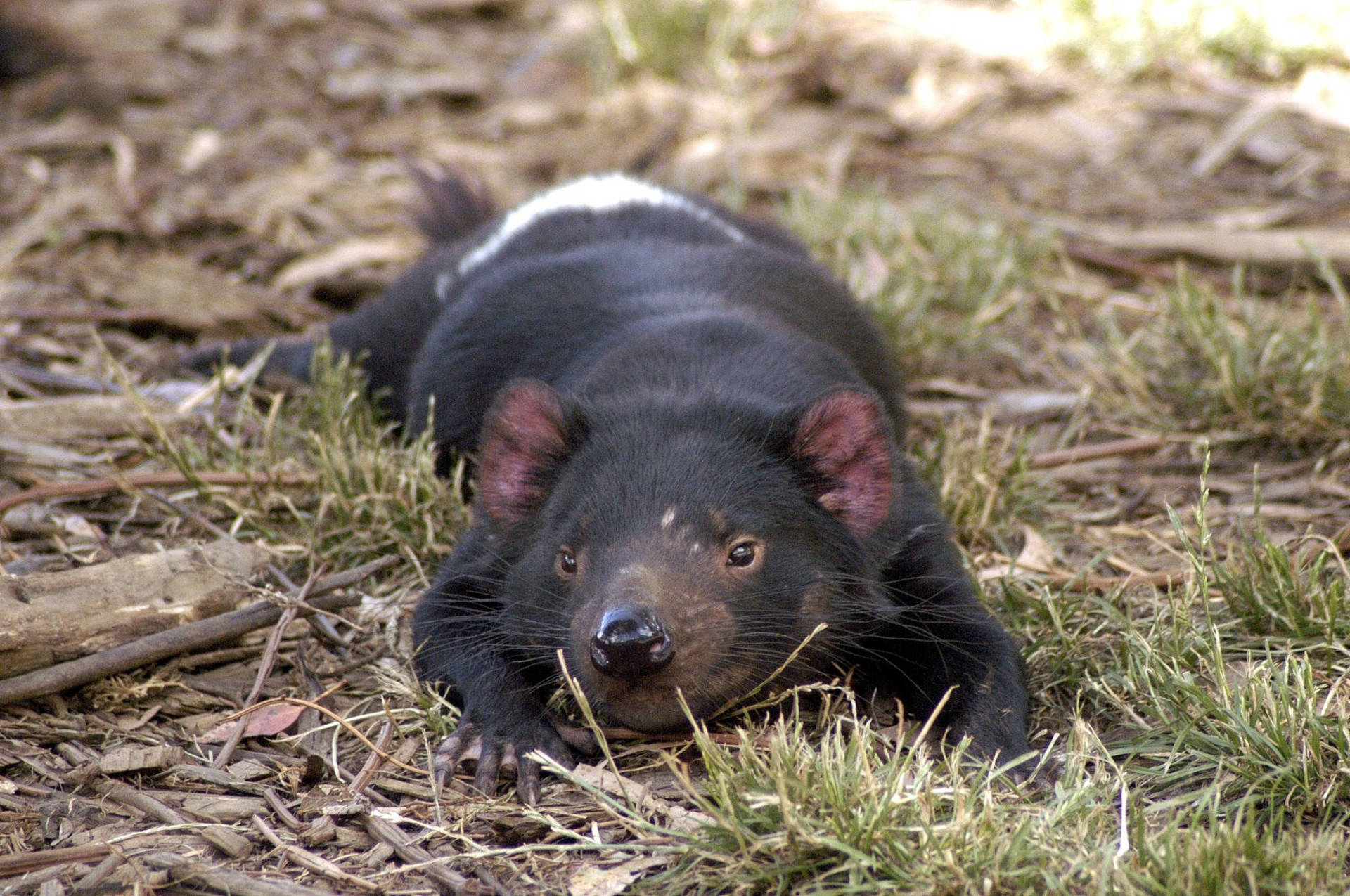 A peaceful Tasmanian devil resting in the grass. Wallpaper