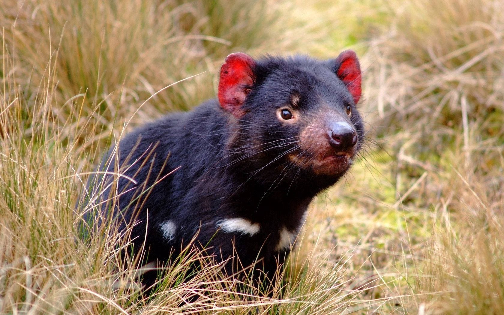A Tasmanian Devil Foraging for Food Wallpaper