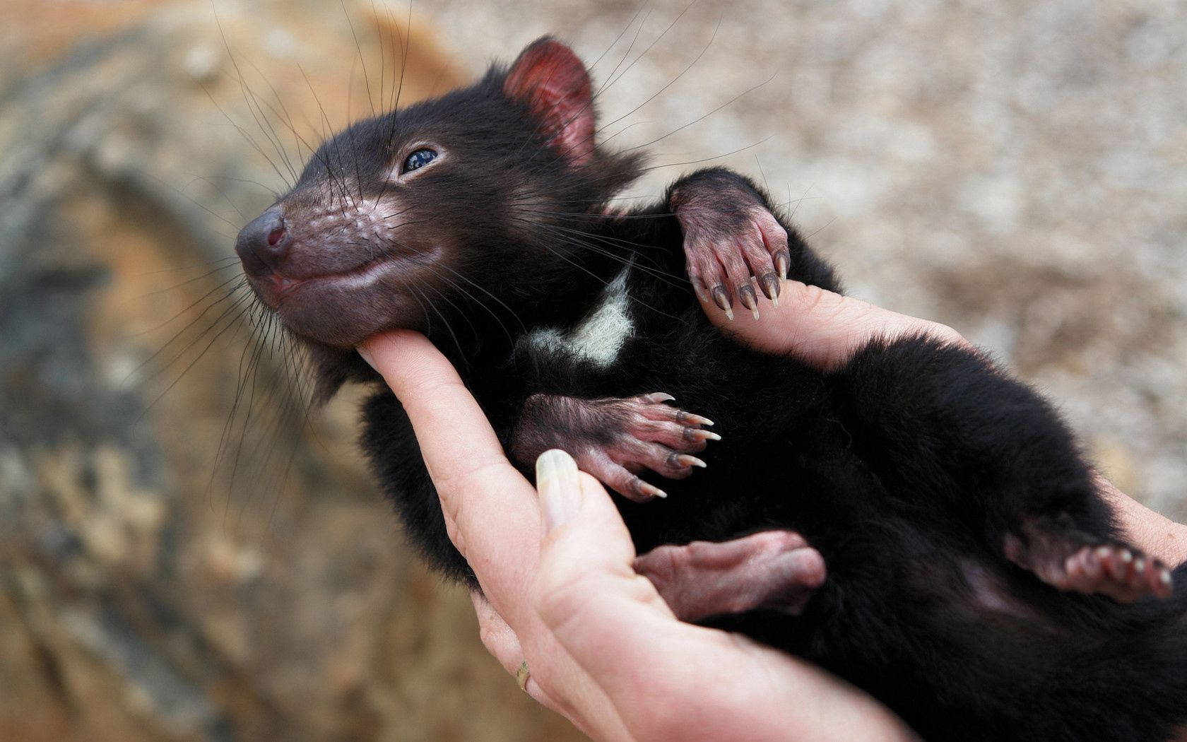 Tasmanian Devil, Marsupial, Animal, Lying, Arms