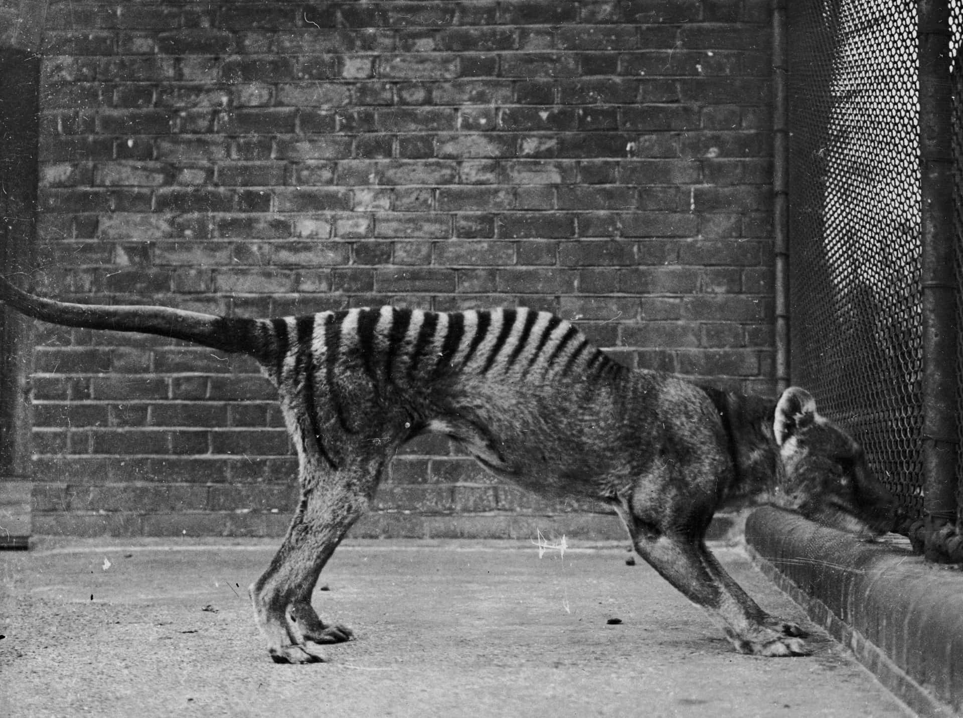 Tasmanian Tiger Extinct Marsupial Wallpaper