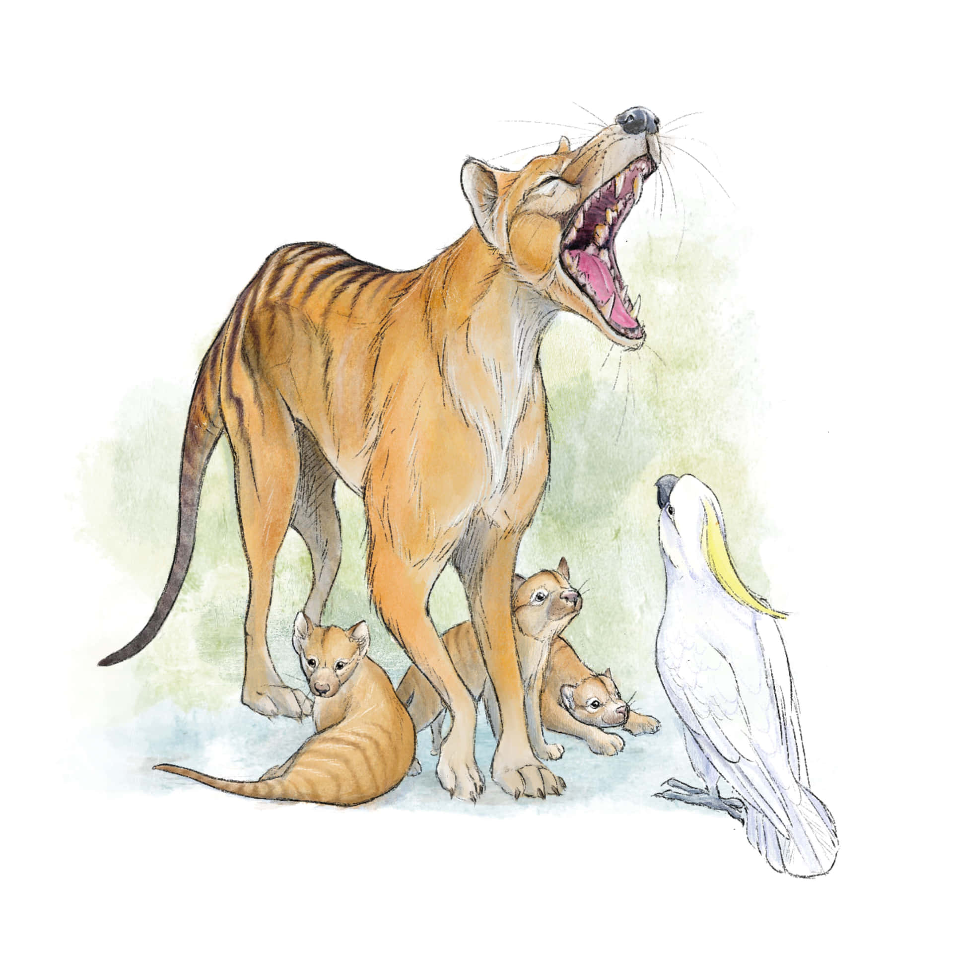 Tasmanian Tiger Family Illustration Wallpaper
