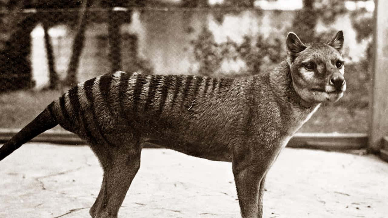 Tasmanian Tiger Historical Photograph Wallpaper