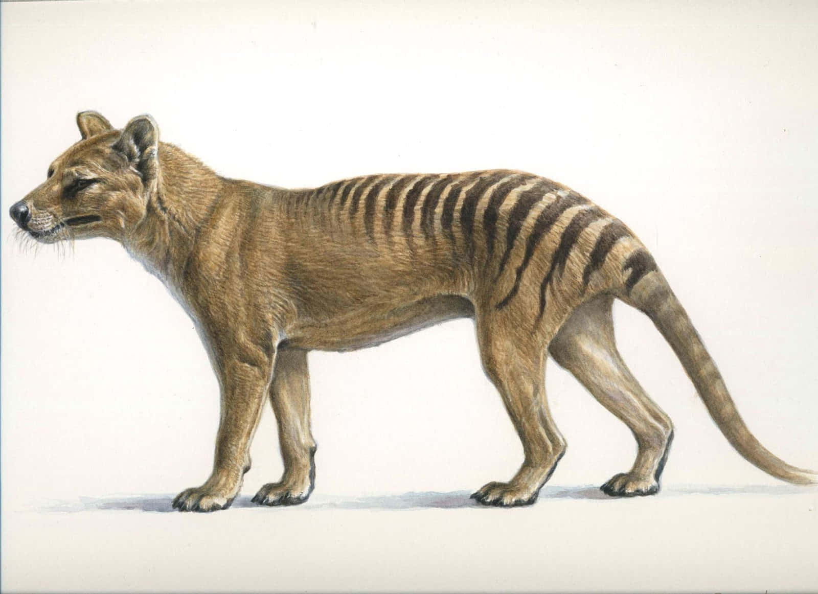 Tasmanian Tiger Illustration Wallpaper