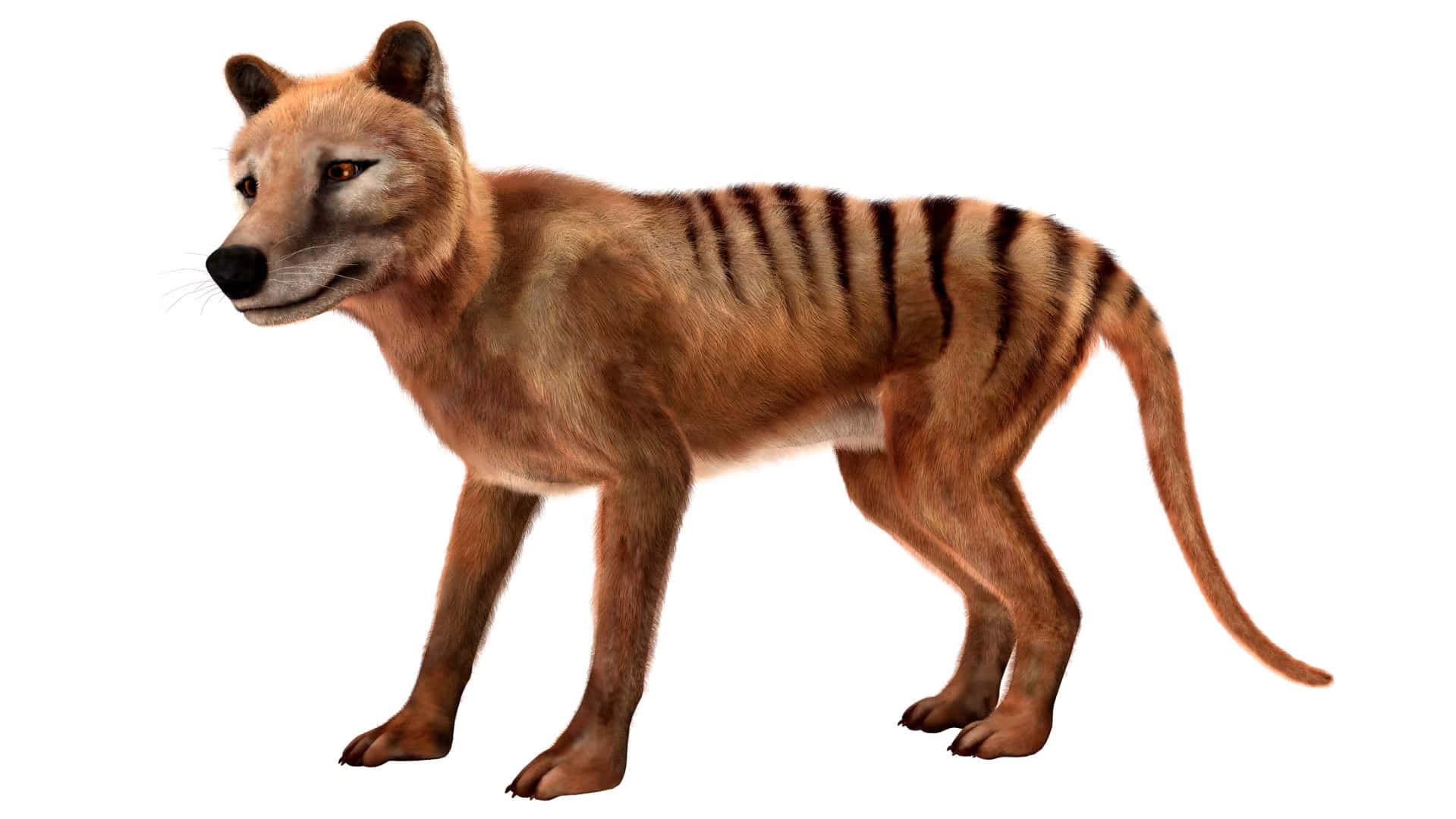 Tasmanian Tiger Illustration Wallpaper