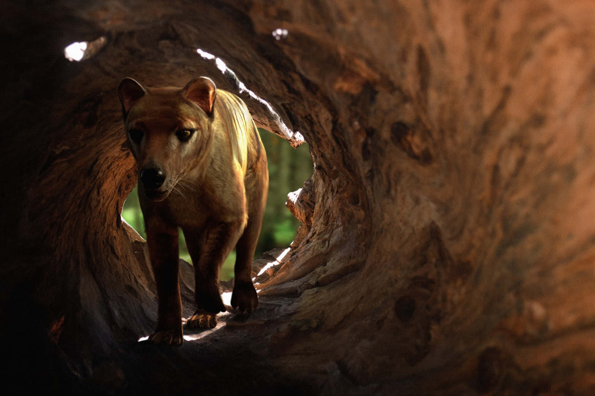 Tasmanian Tiger In Hollow Log Wallpaper