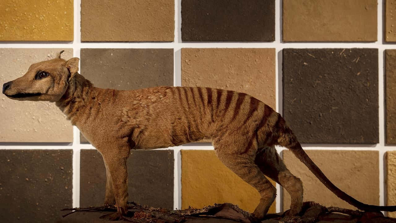 Tasmanian Tiger Model Display Wallpaper